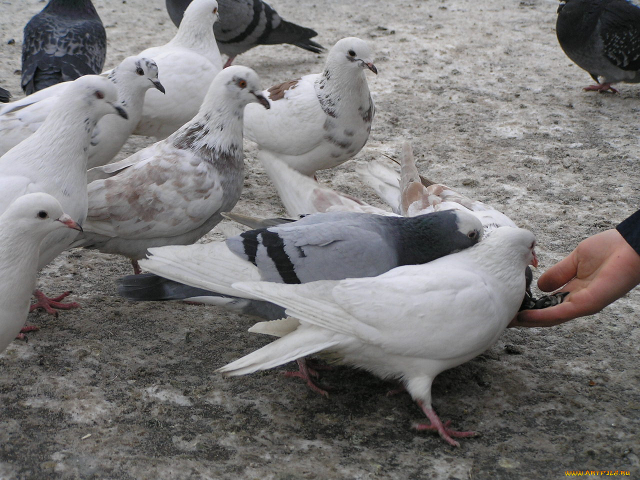 животные, голуби