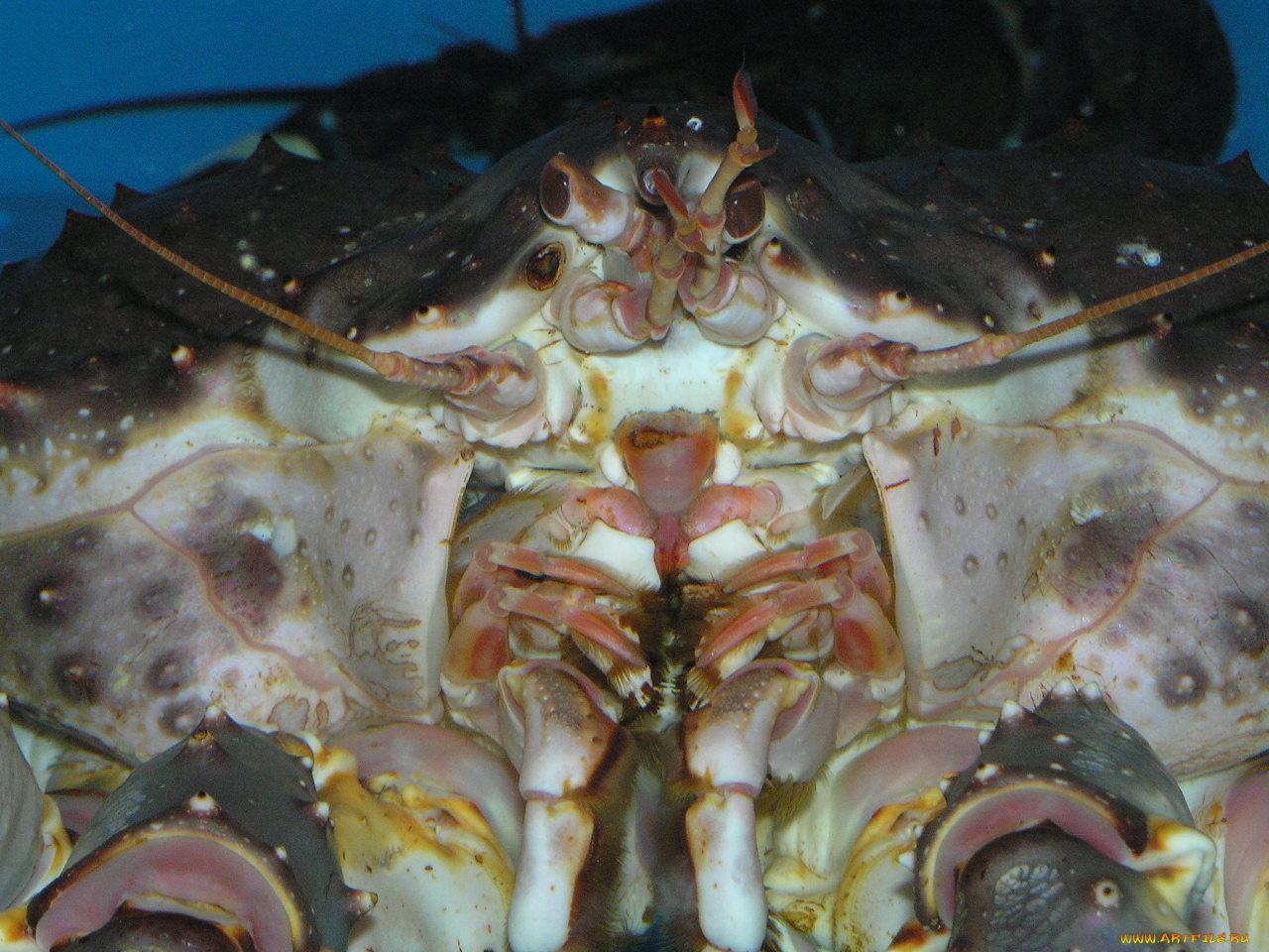 животные, крабы, раки