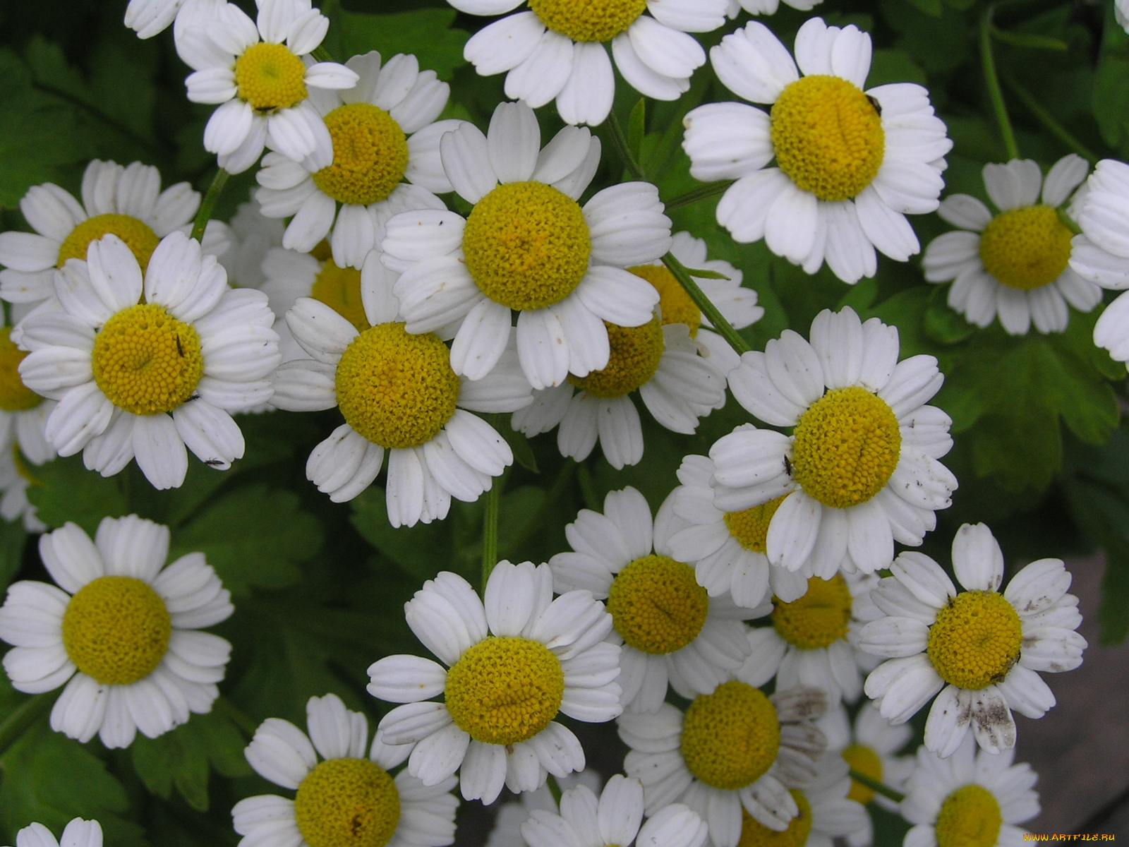 цветы, ромашки