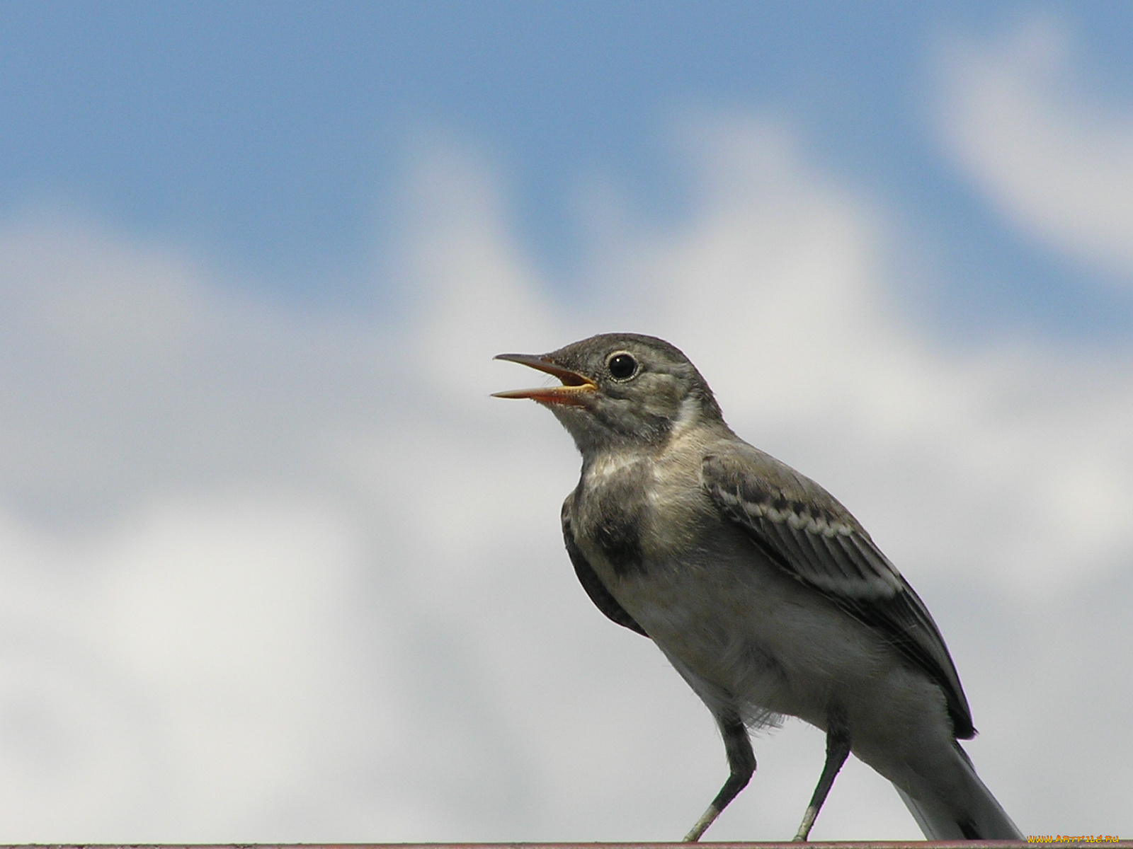 животные, птицы