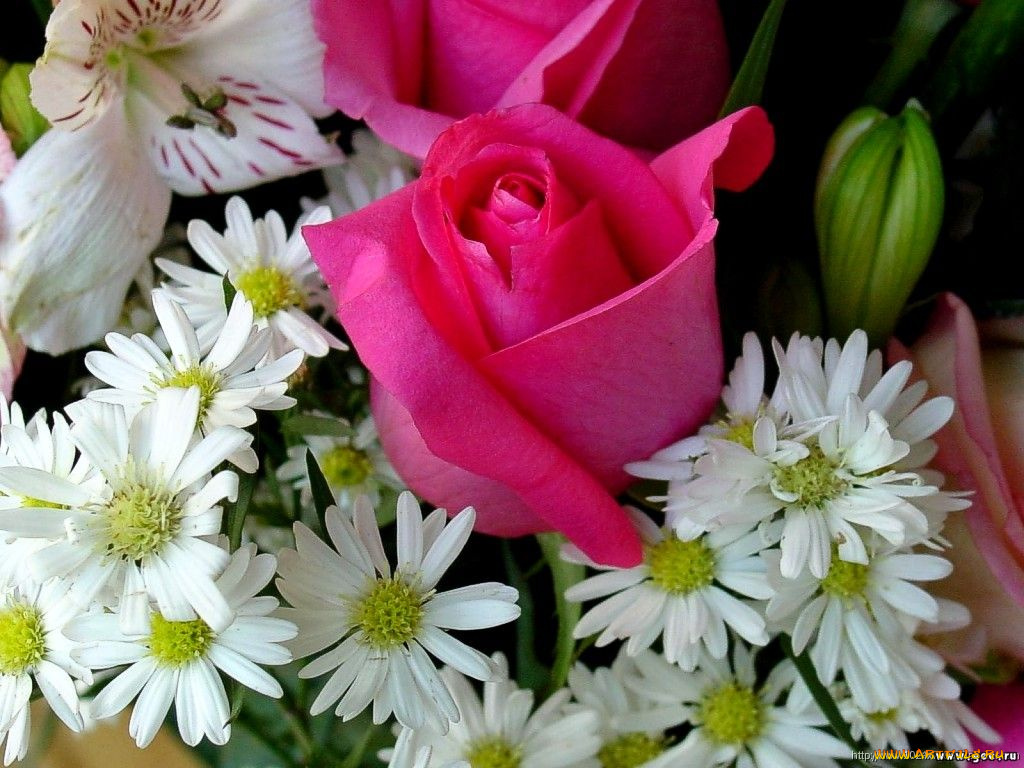 цветы, разные, вместе