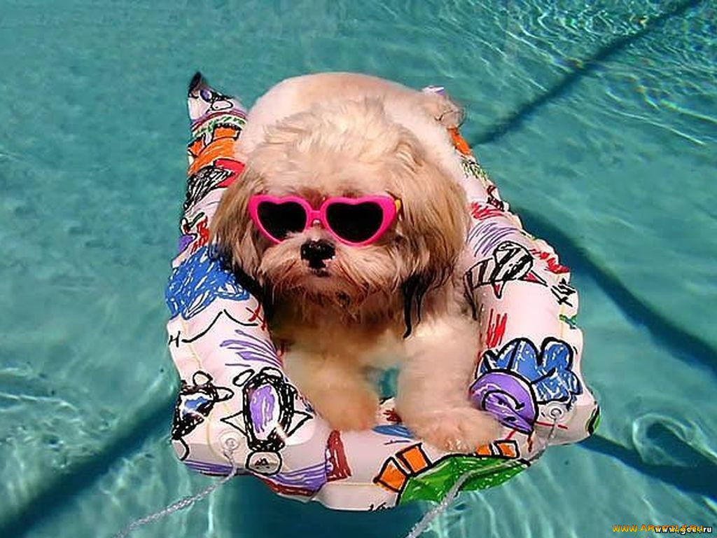 животные, собаки