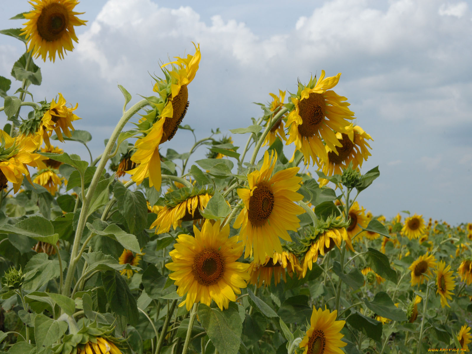 цветы, подсолнухи