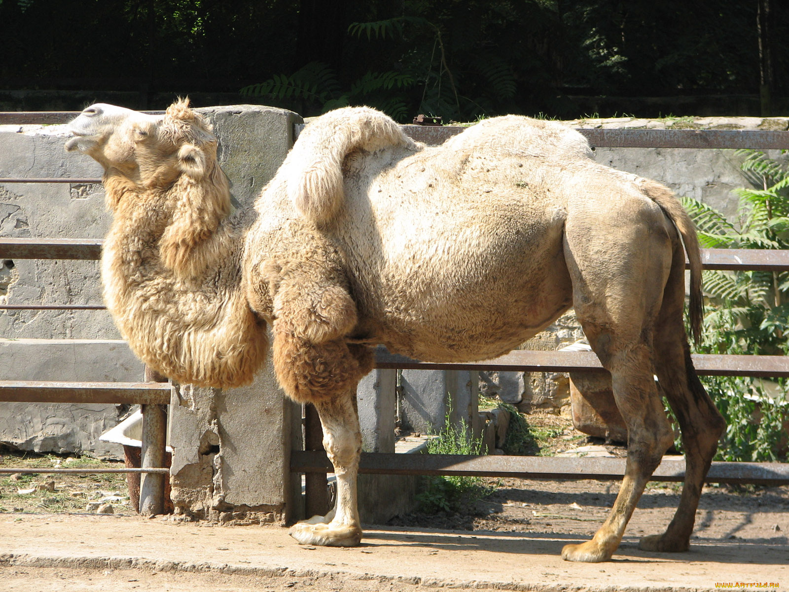 животные, верблюды