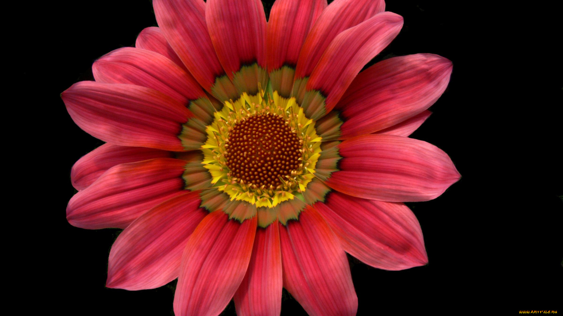 цветы, газания