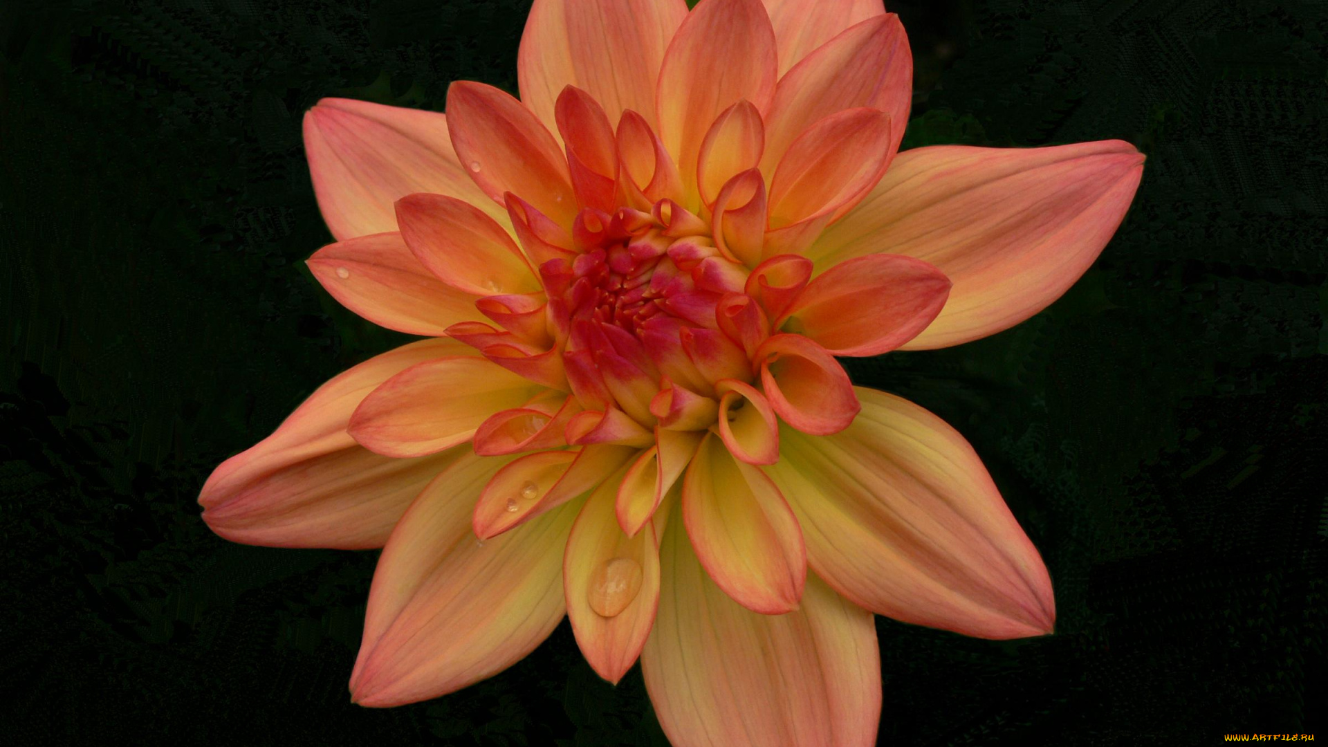 цветы, георгины