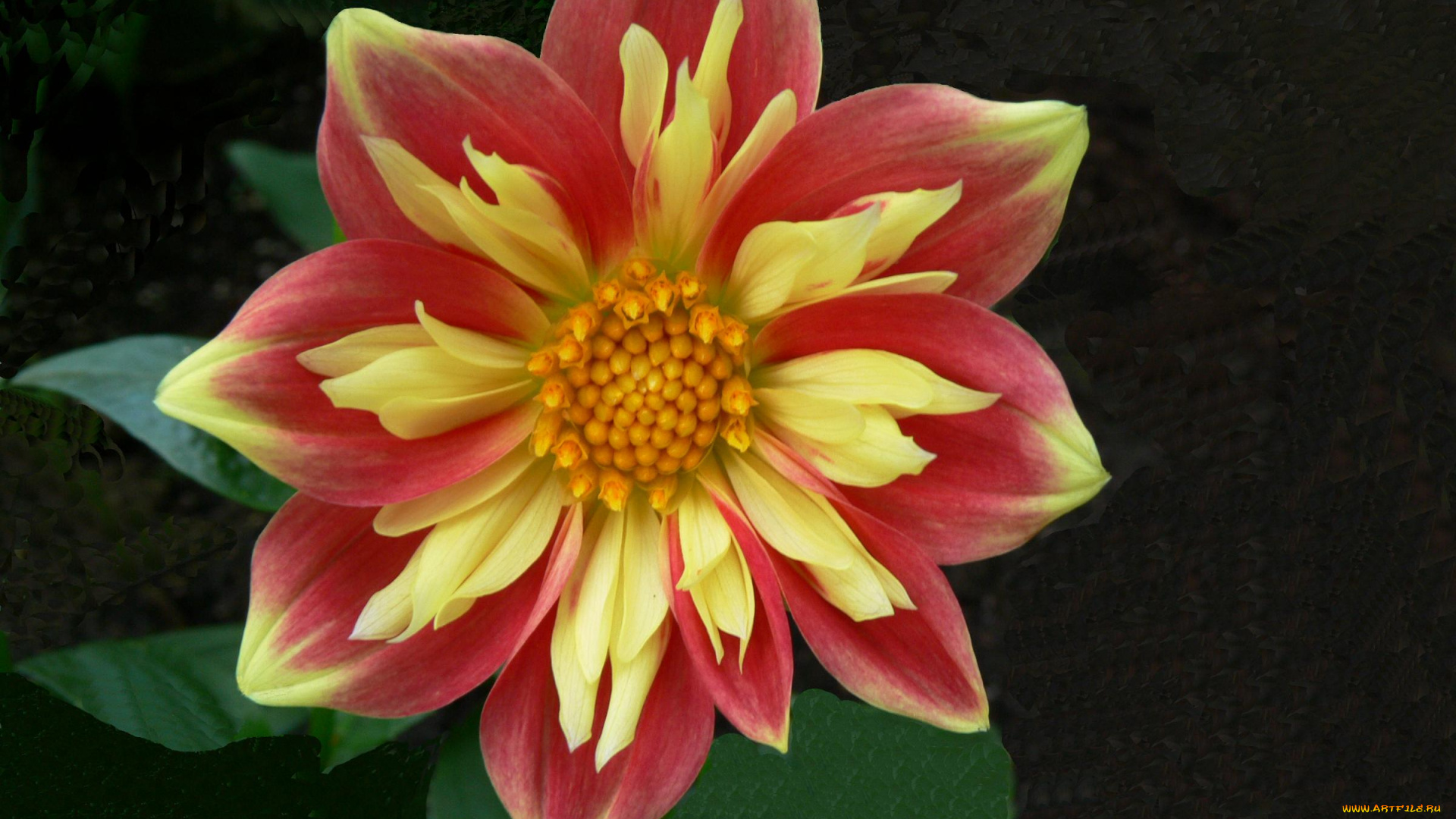 цветы, георгины