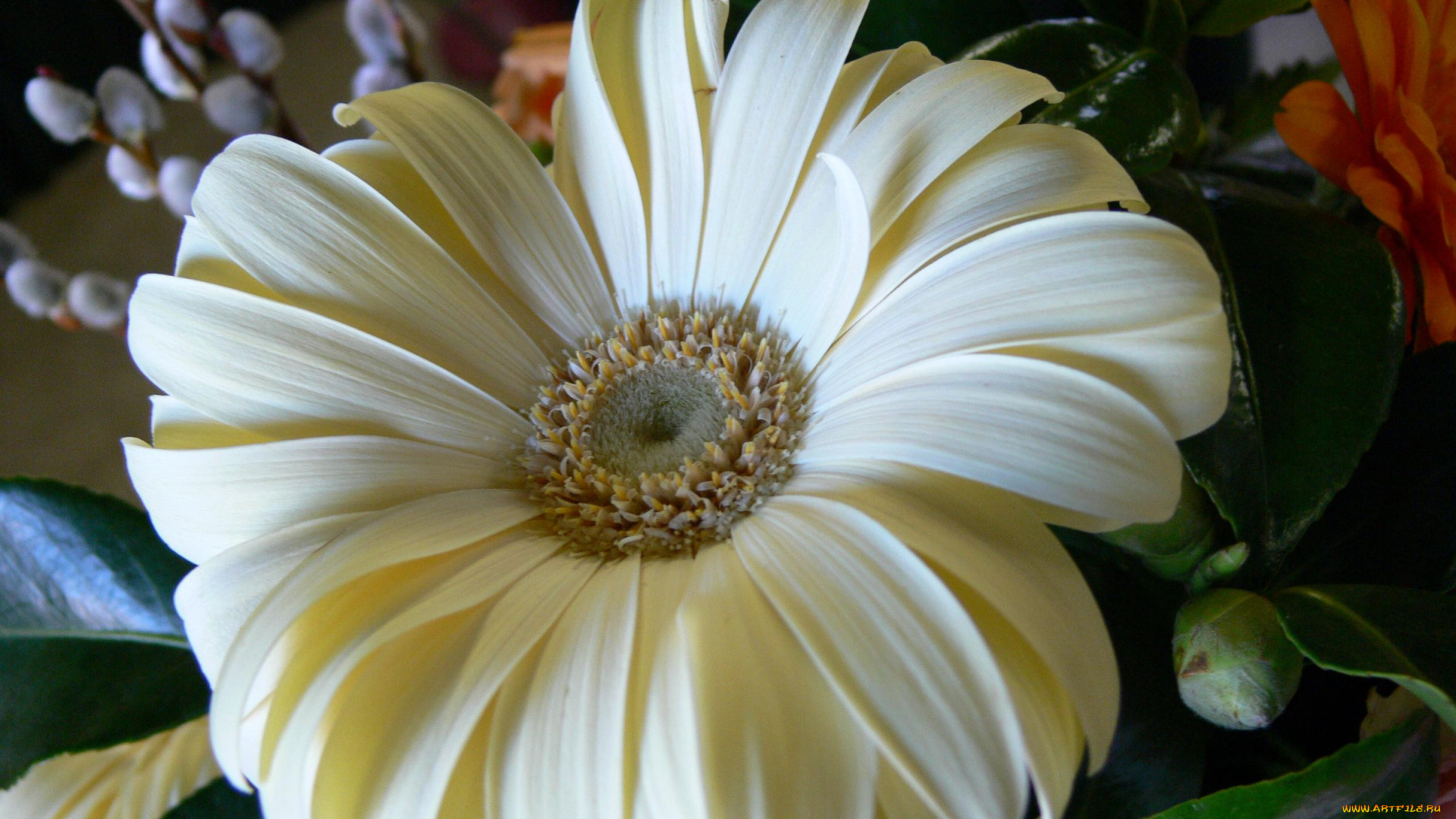 цветы, герберы