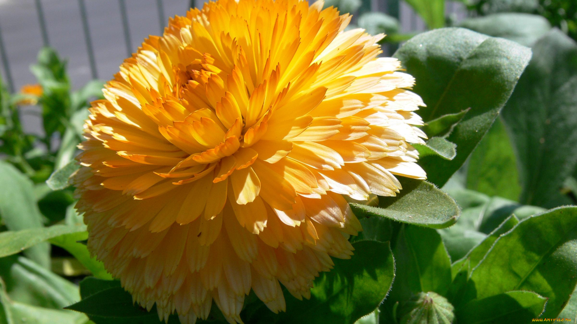 цветы, календула