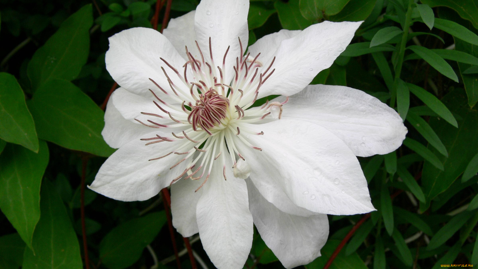 цветы, клематис, ломонос