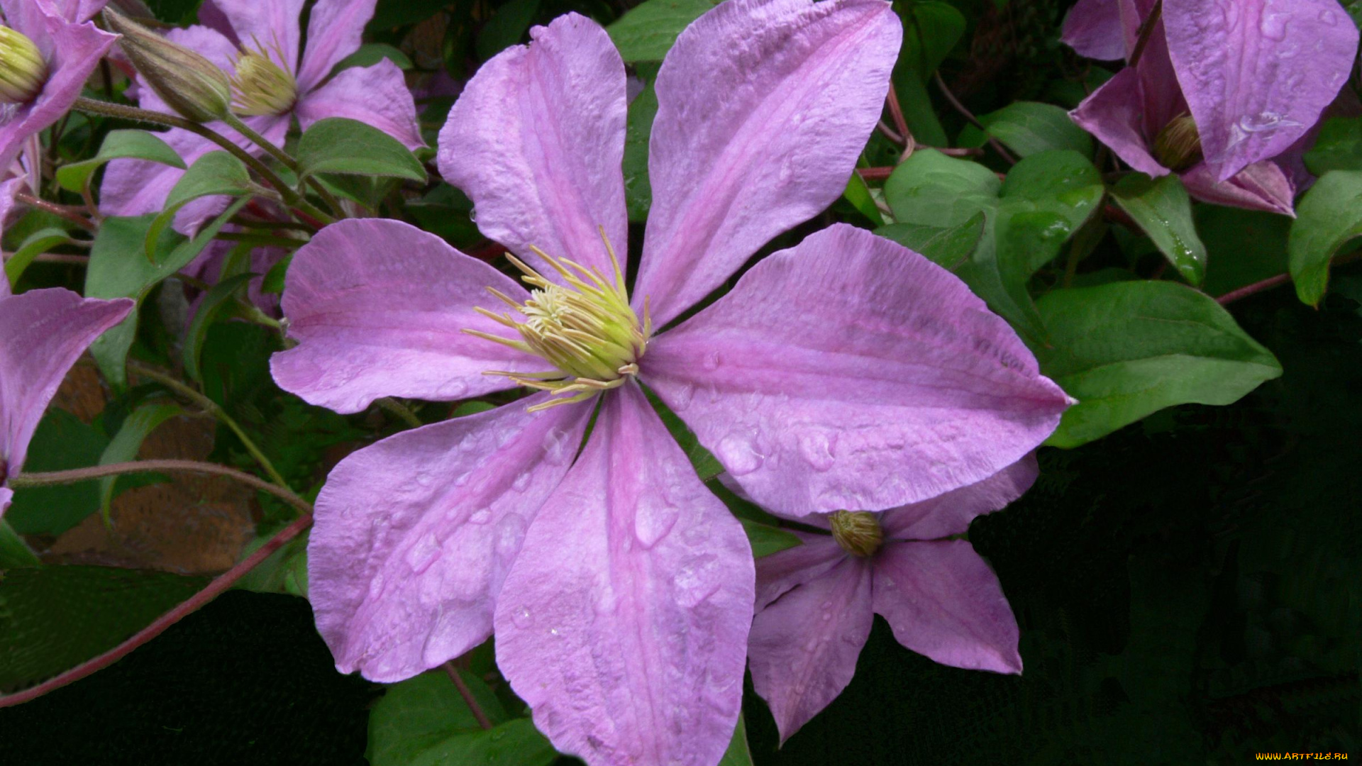 цветы, клематис, ломонос