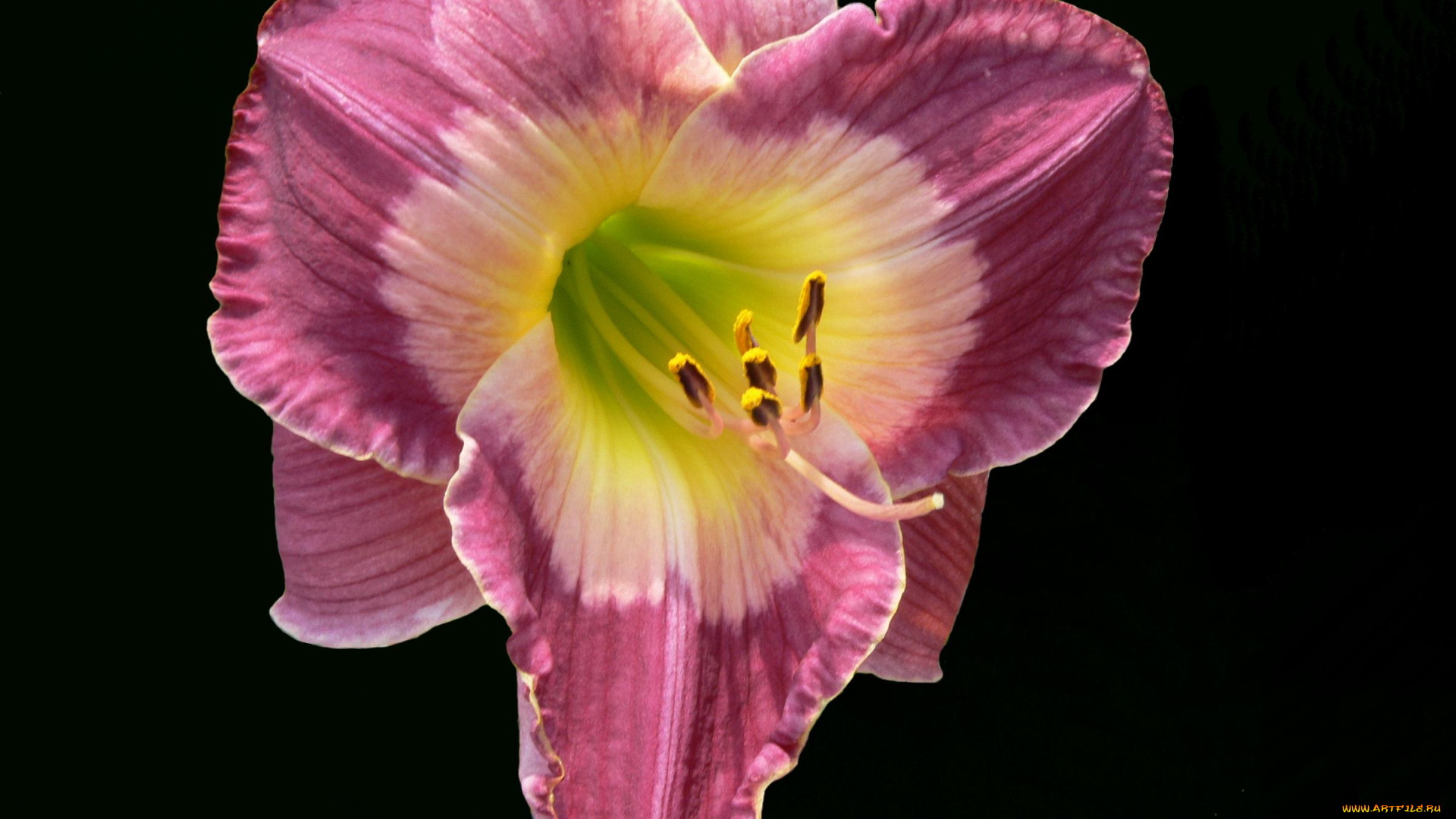 цветы, лилии, лилейники