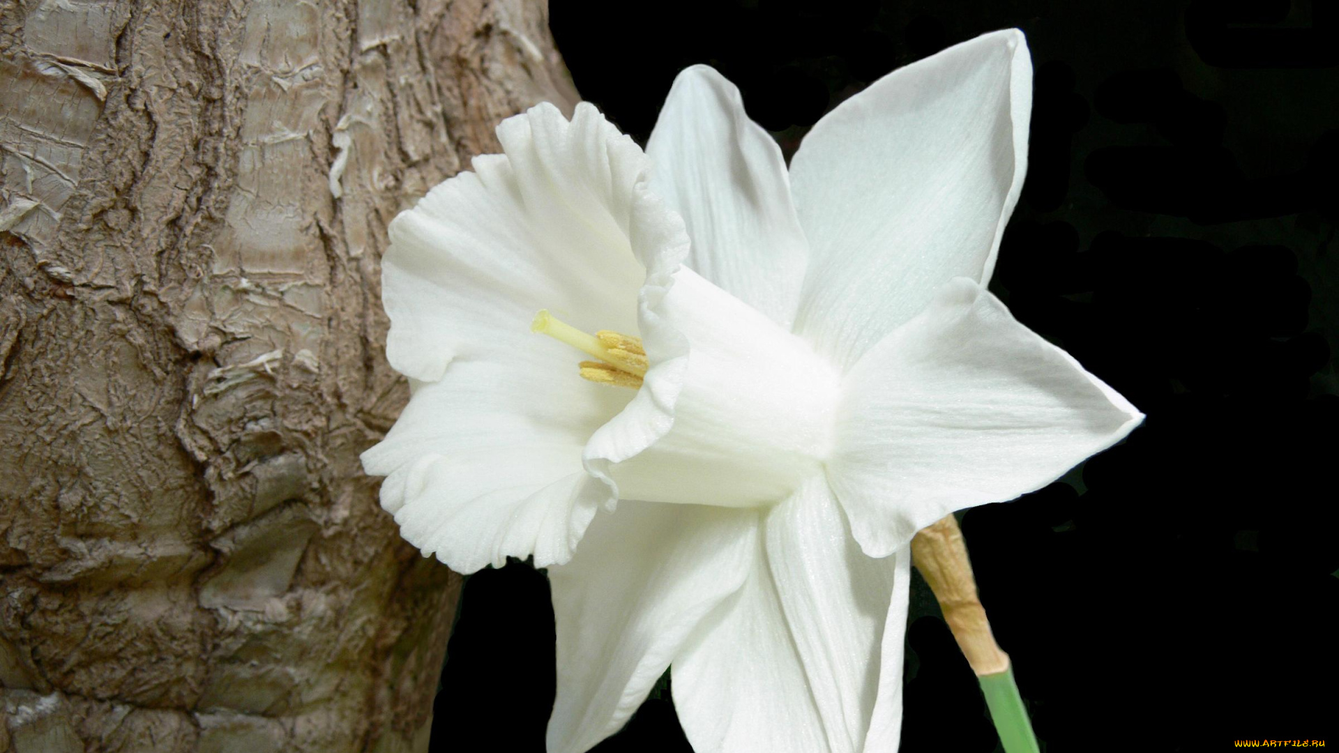 цветы, нарциссы