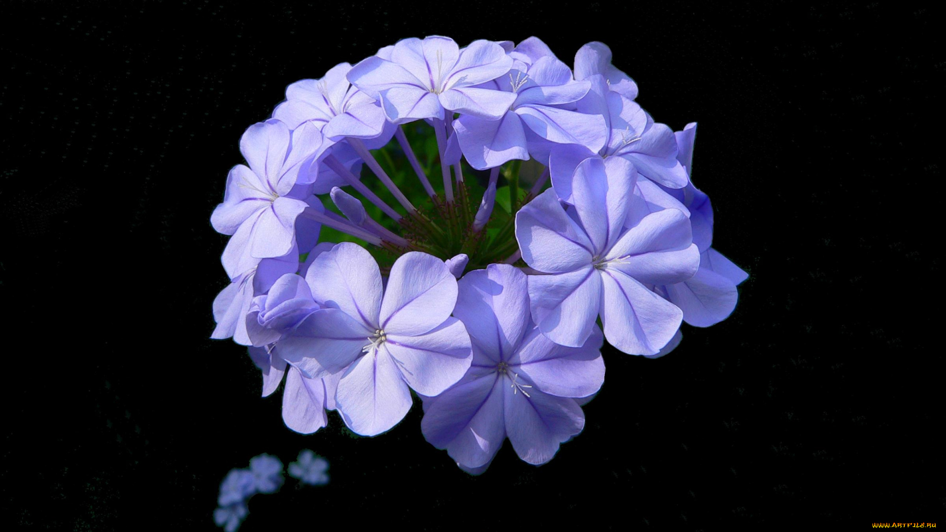 цветы, плюмбаго, свинчатка