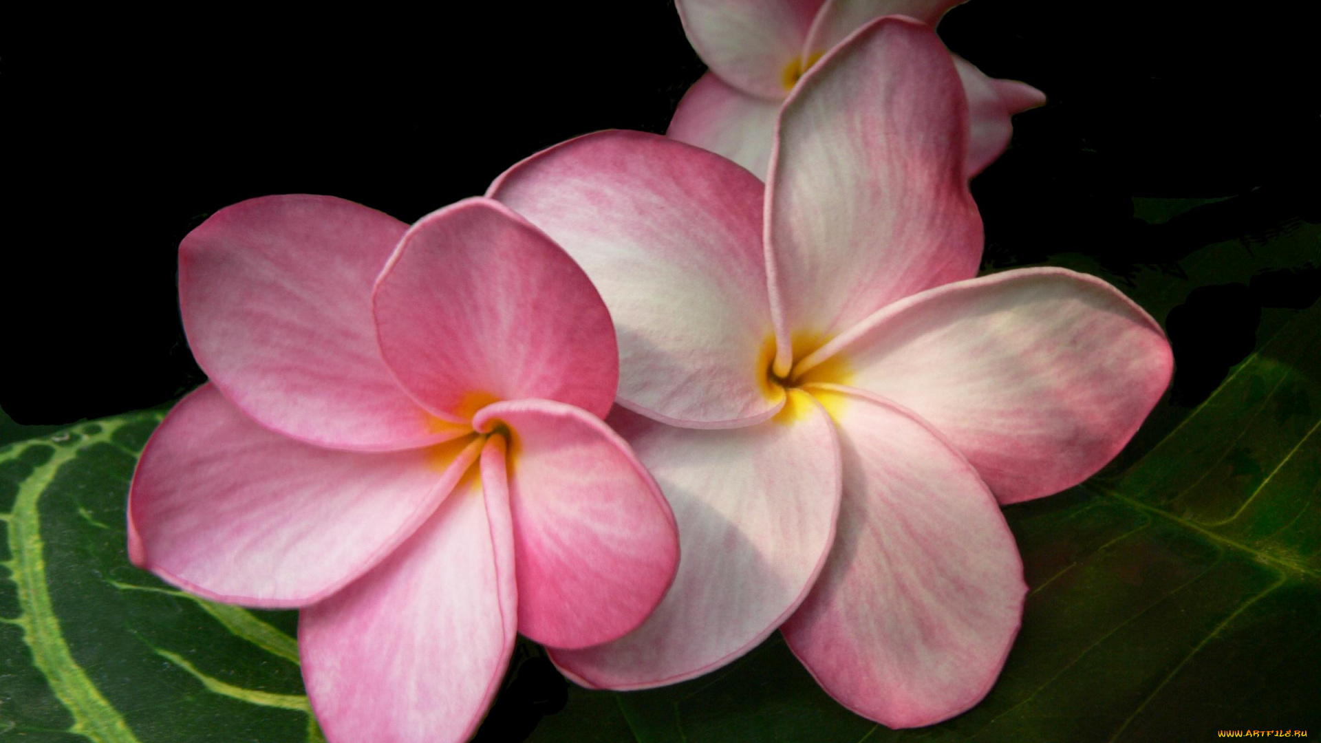 цветы, плюмерия