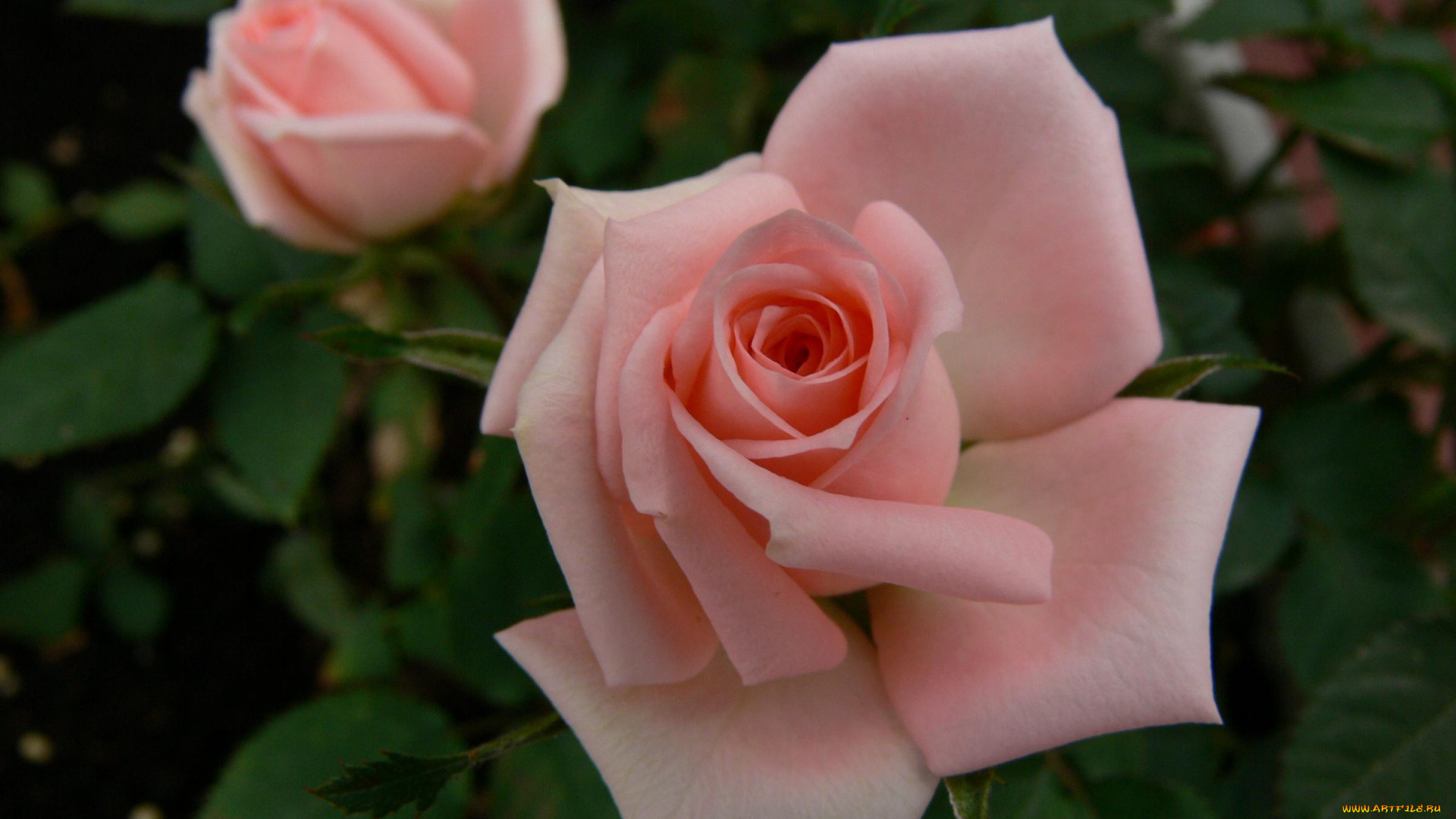 цветы, розы