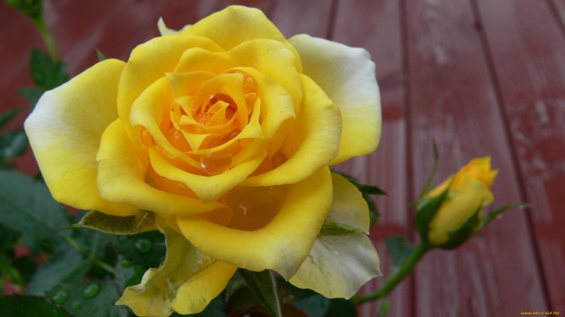 цветы, розы