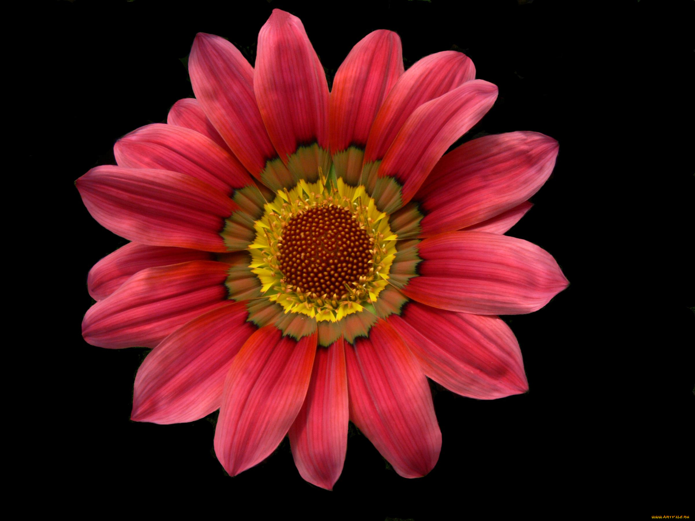 цветы, газания