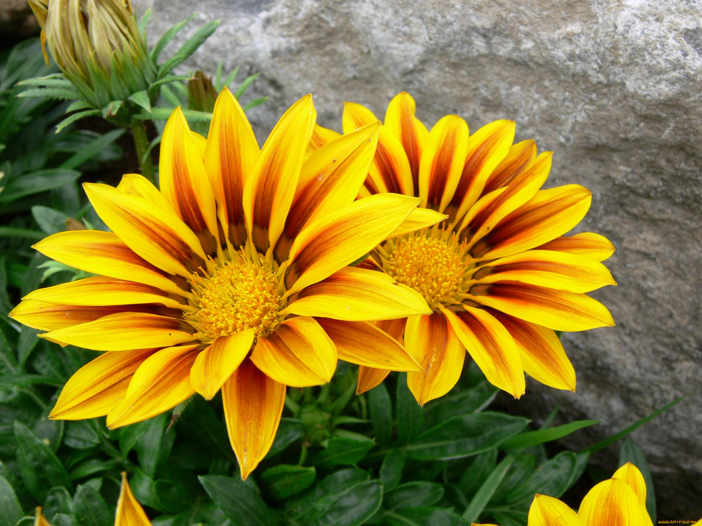 цветы, газания