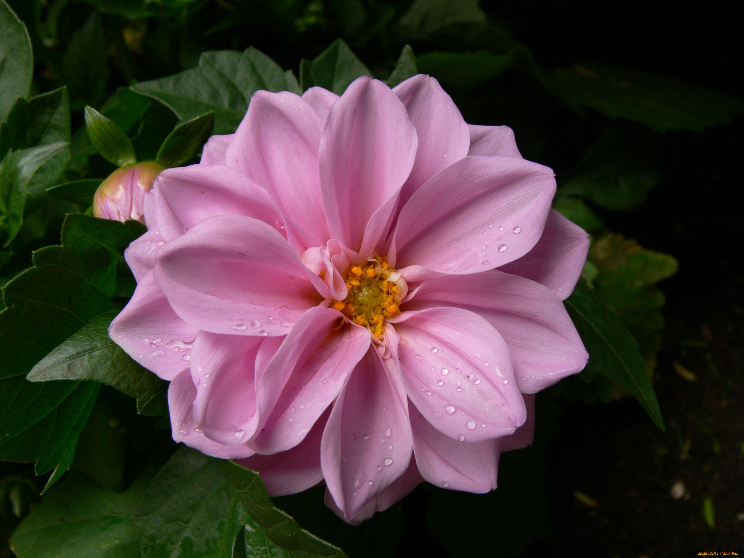 цветы, георгины