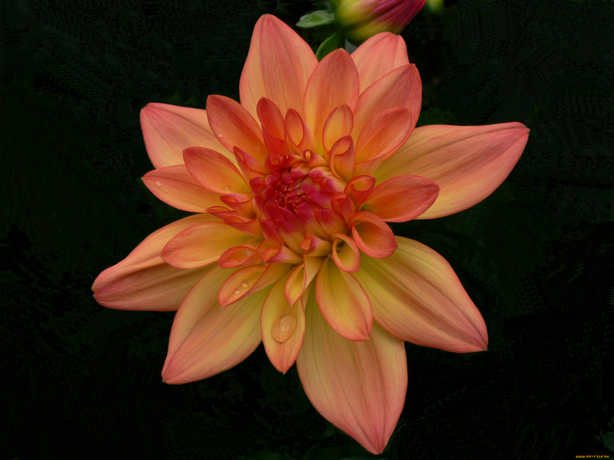 цветы, георгины