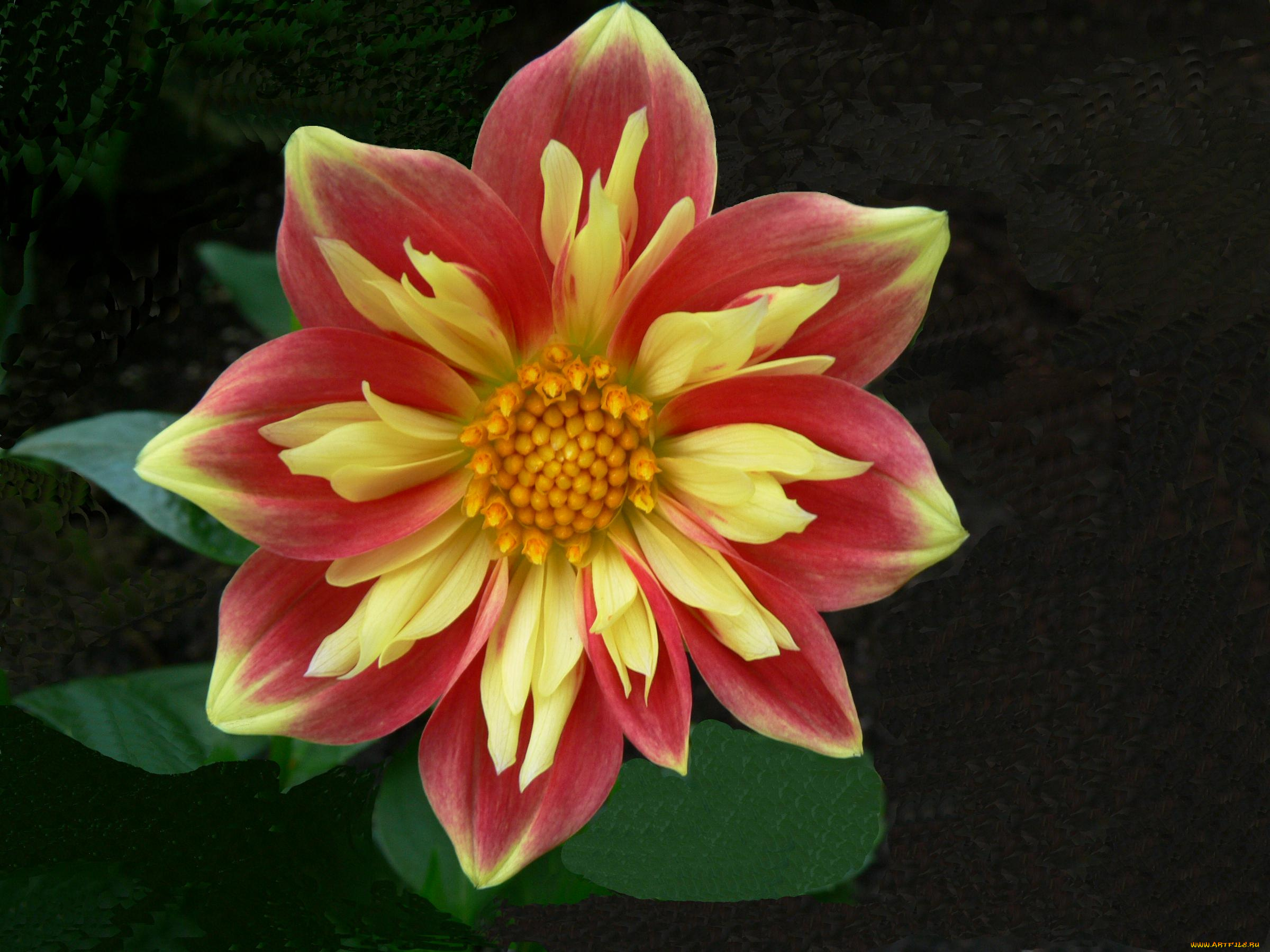 цветы, георгины