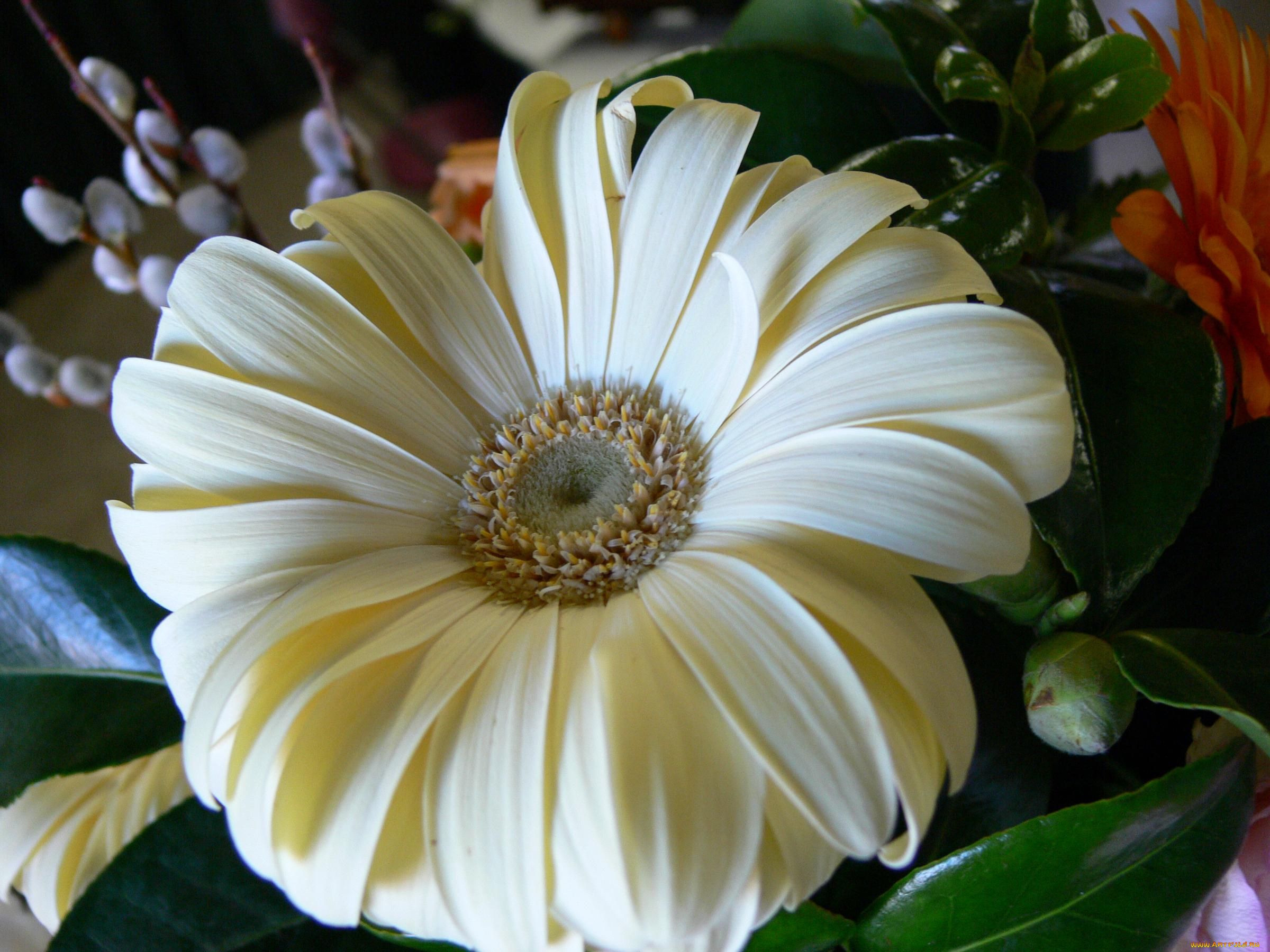 цветы, герберы