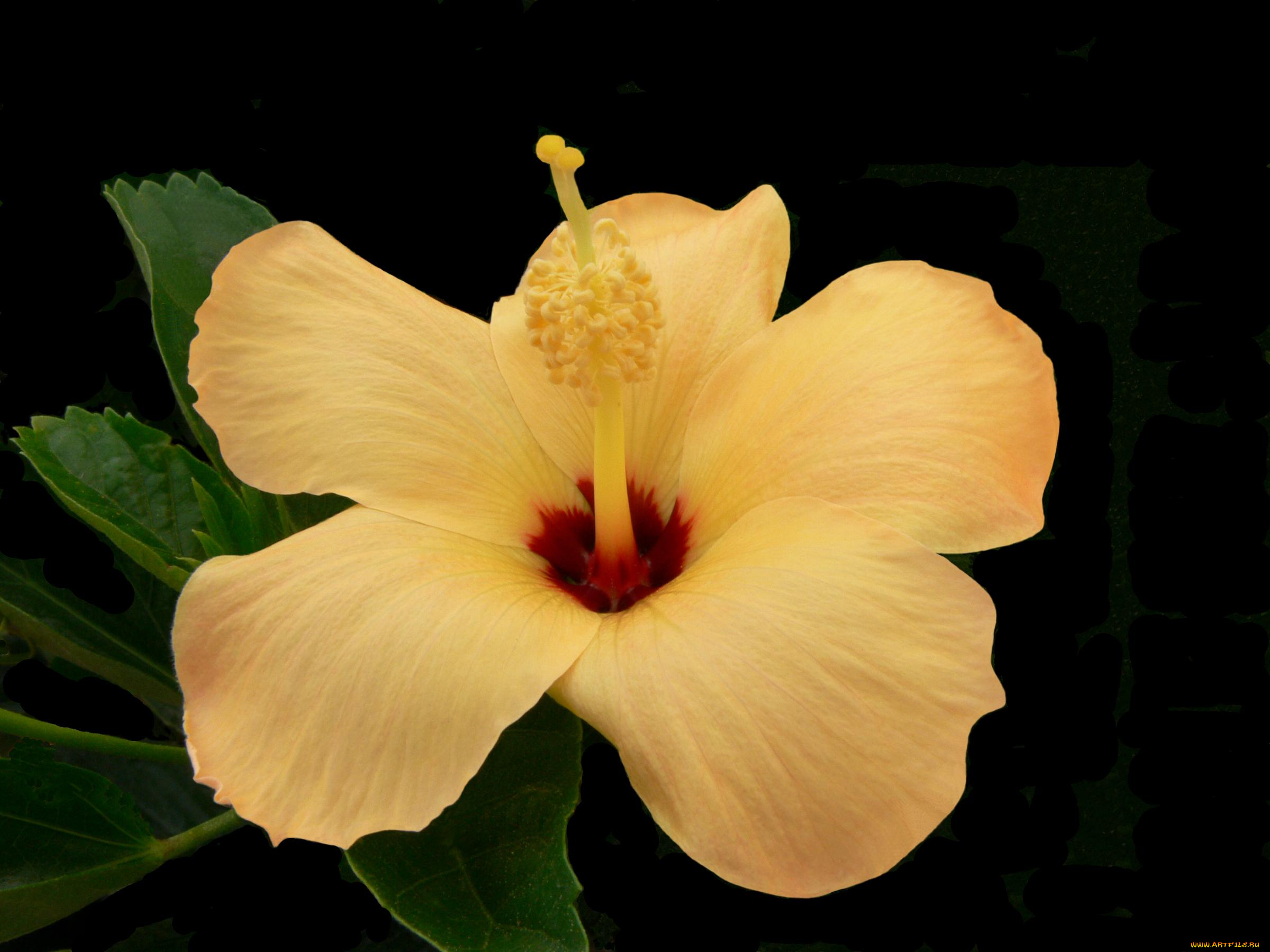 цветы, гибискусы