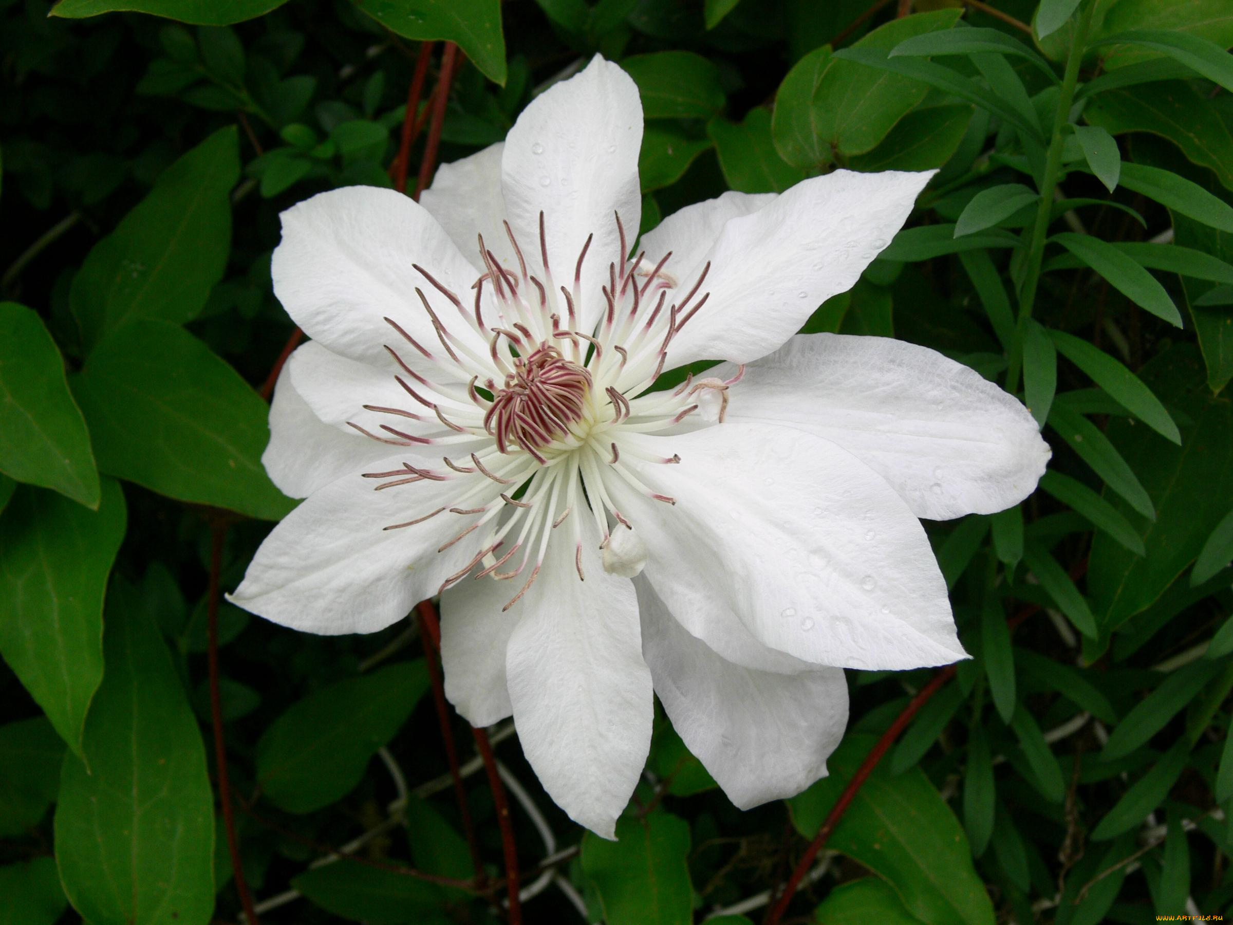 цветы, клематис, ломонос