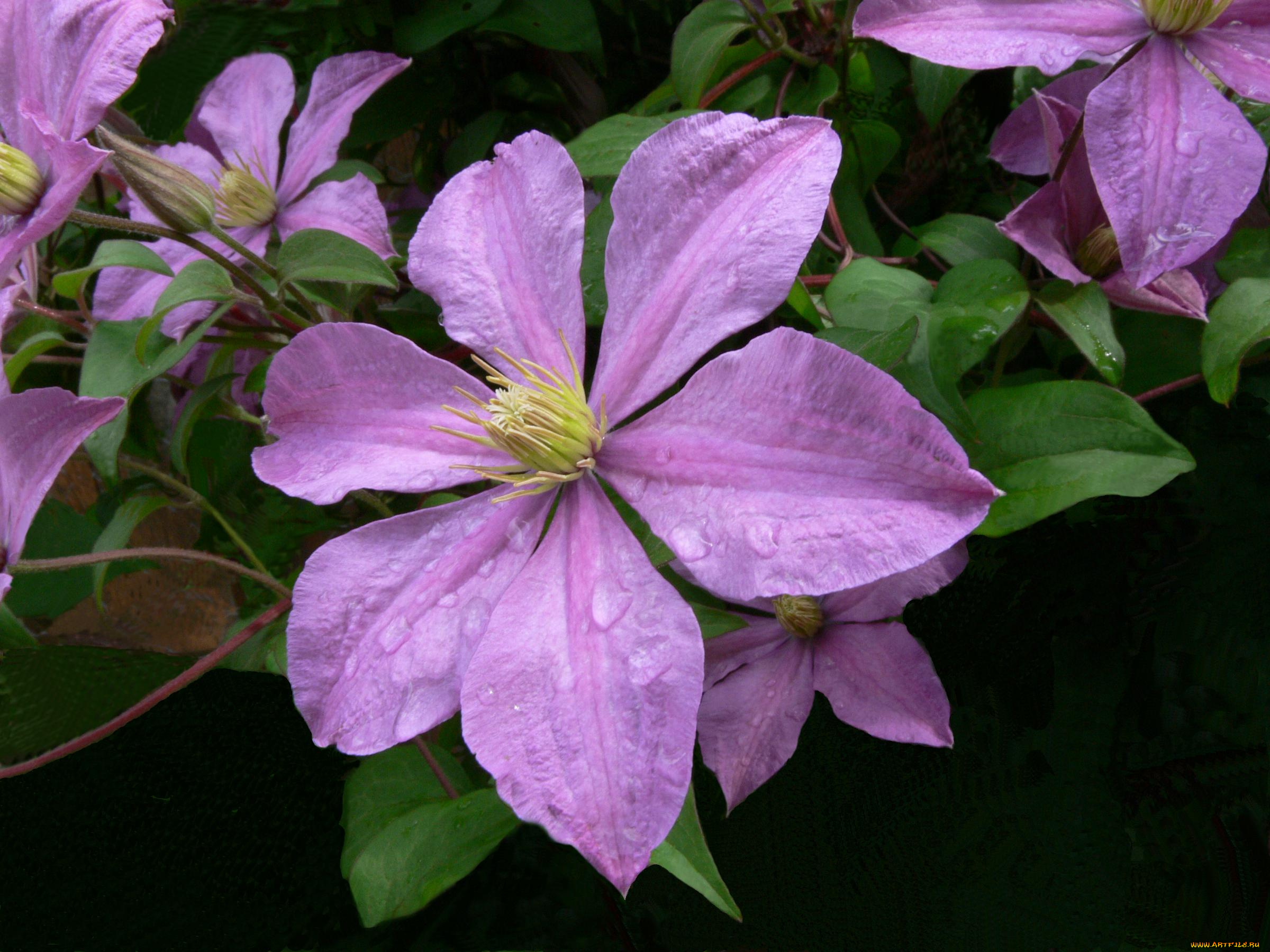 цветы, клематис, ломонос