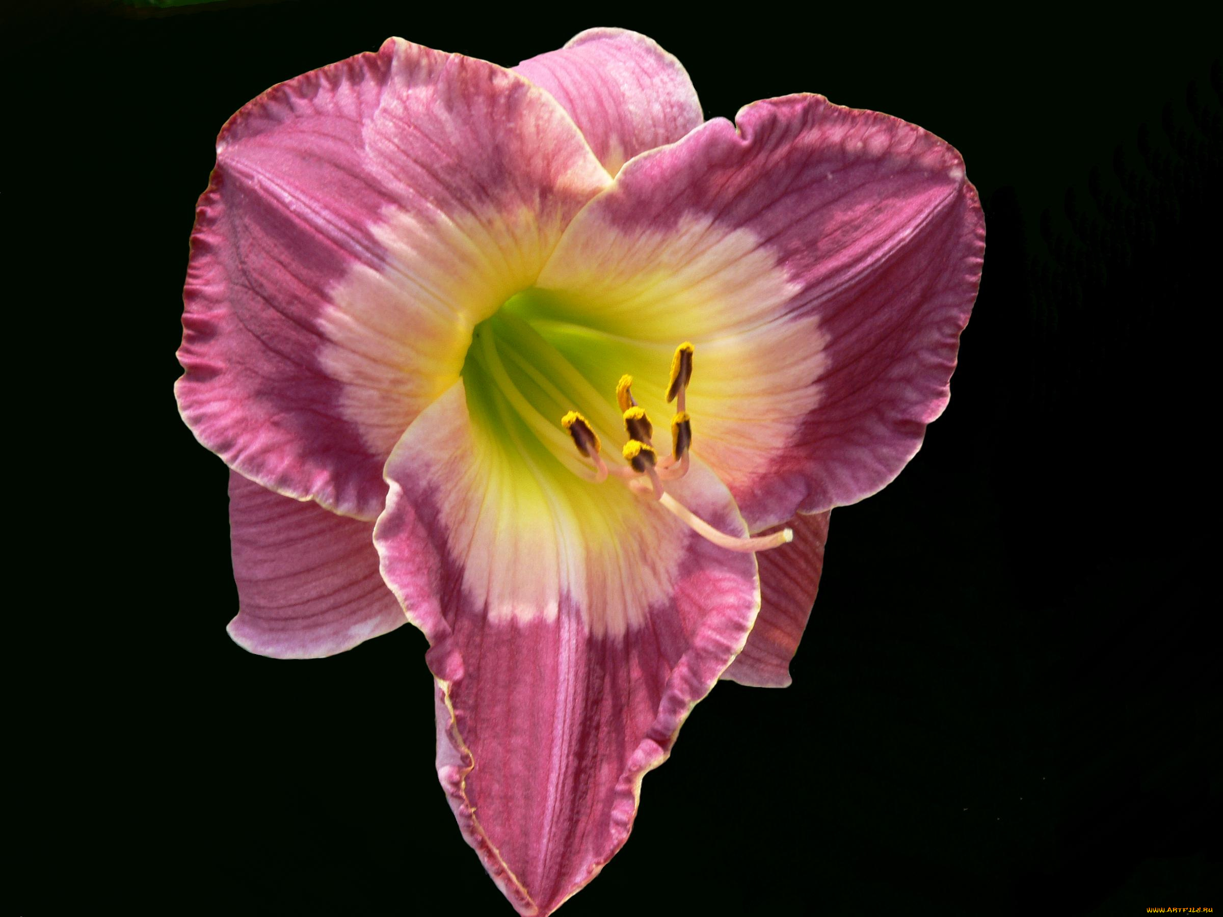 цветы, лилии, лилейники