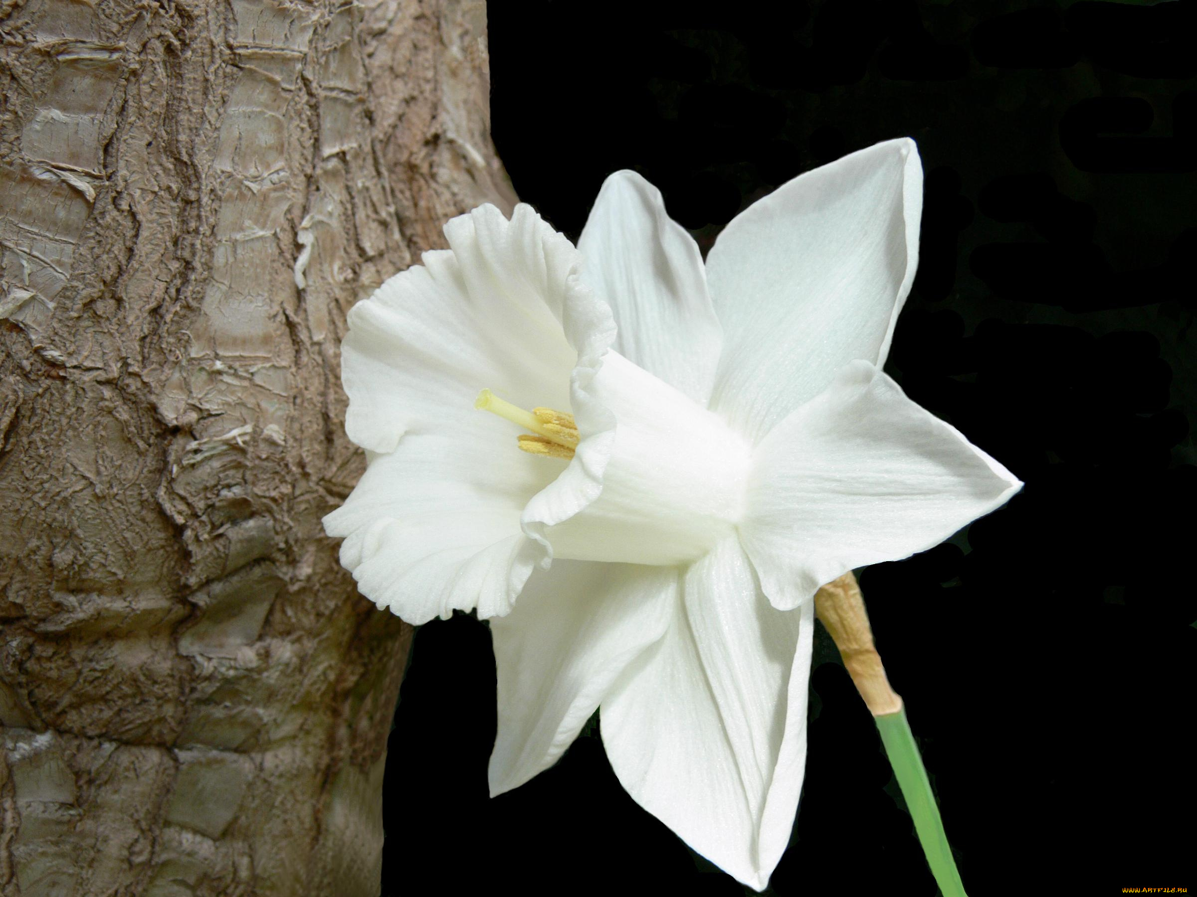 цветы, нарциссы