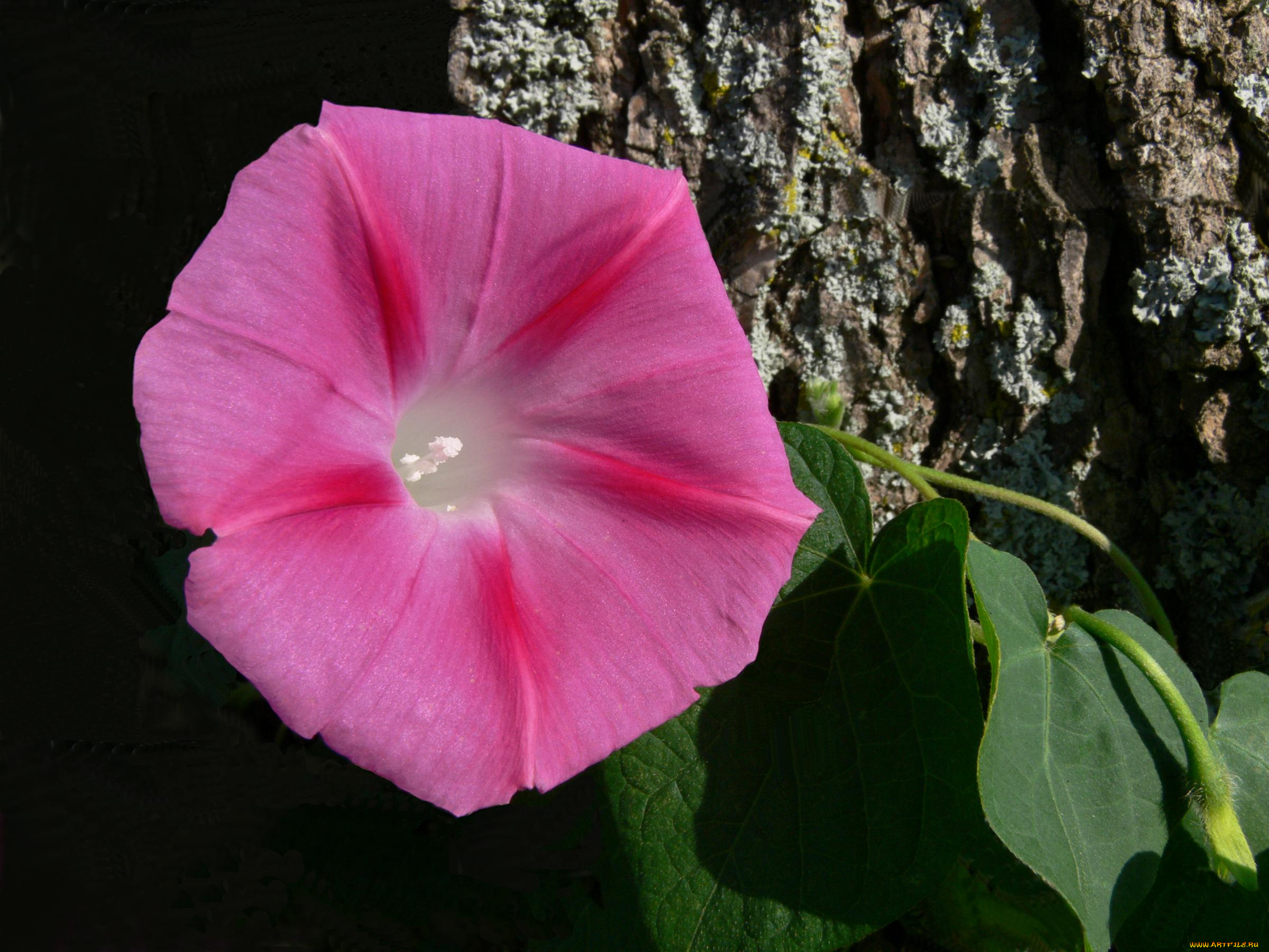 цветы, вьюнки, ипомеи