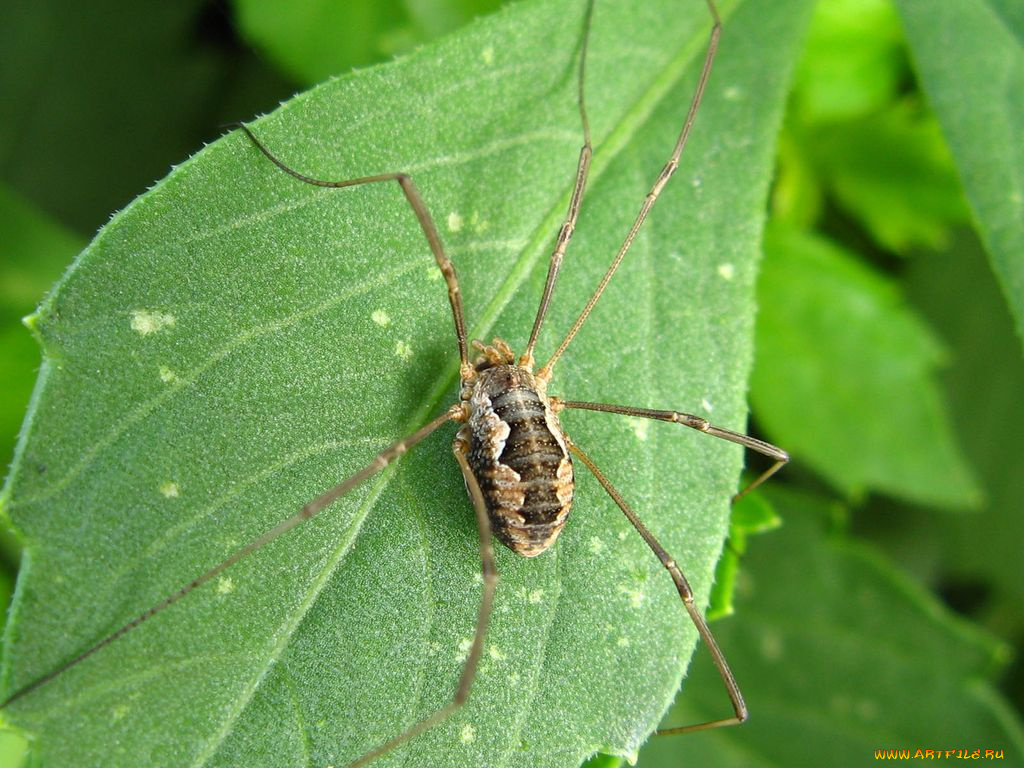 животные, пауки