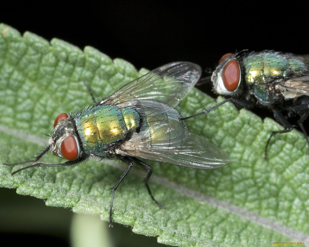 животные, насекомые