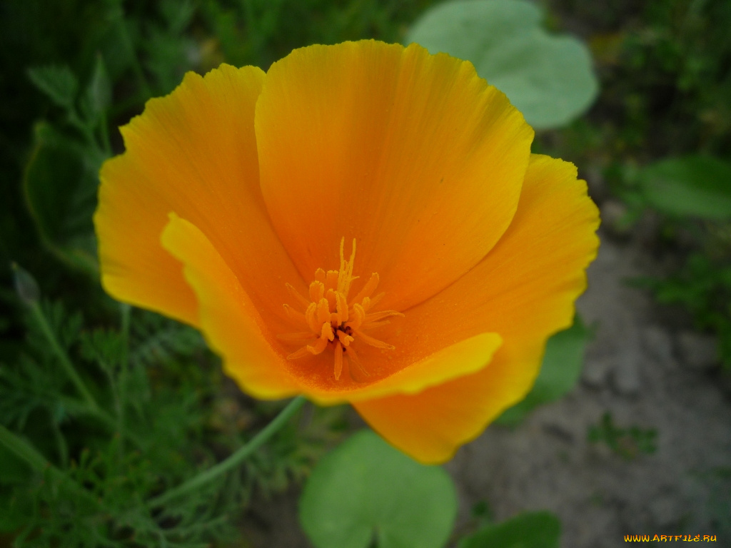 цветы, эшшольция