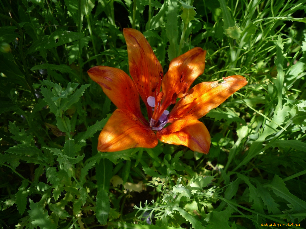 цветы, лилии, лилейники