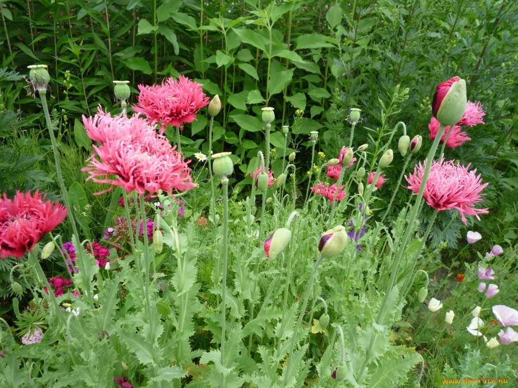 цветы, маки