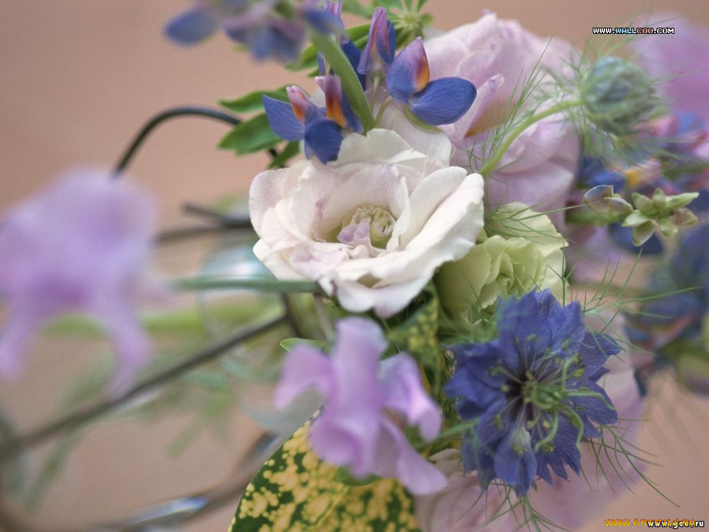 цветы, разные, вместе