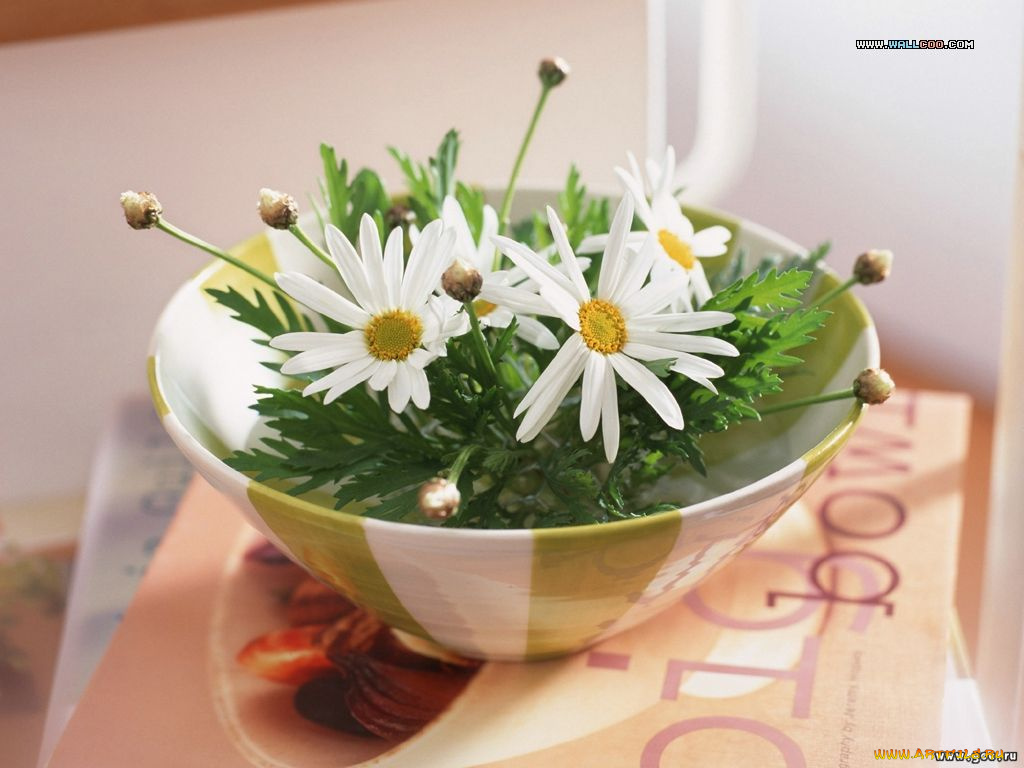 цветы, ромашки