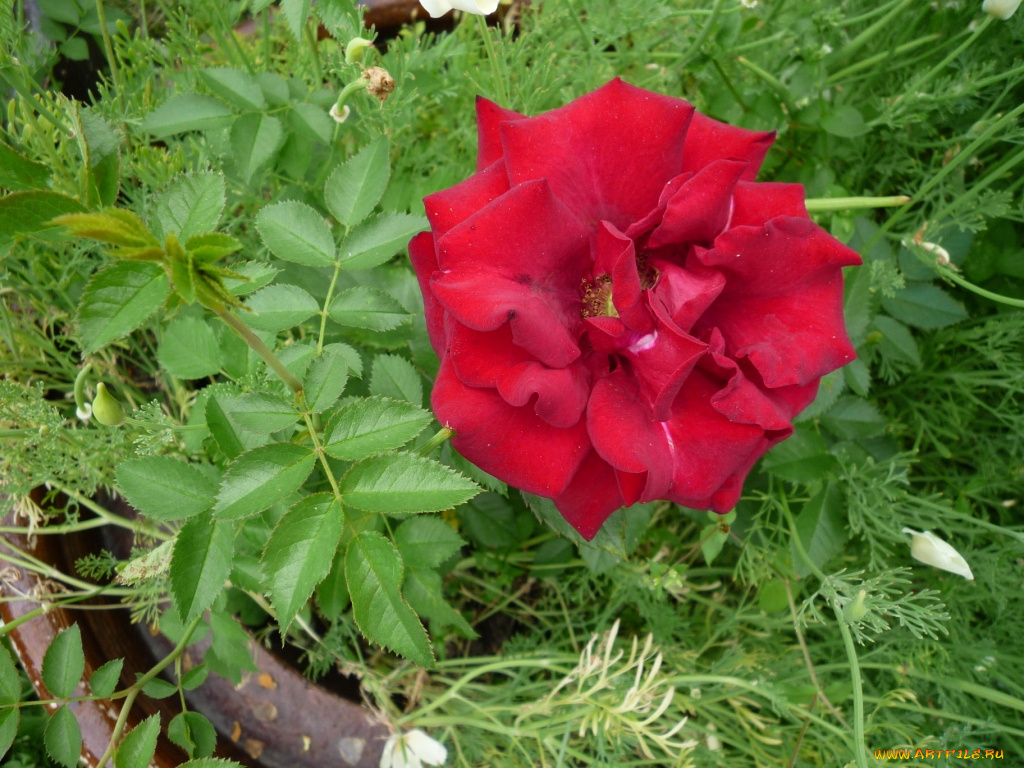 цветы, розы