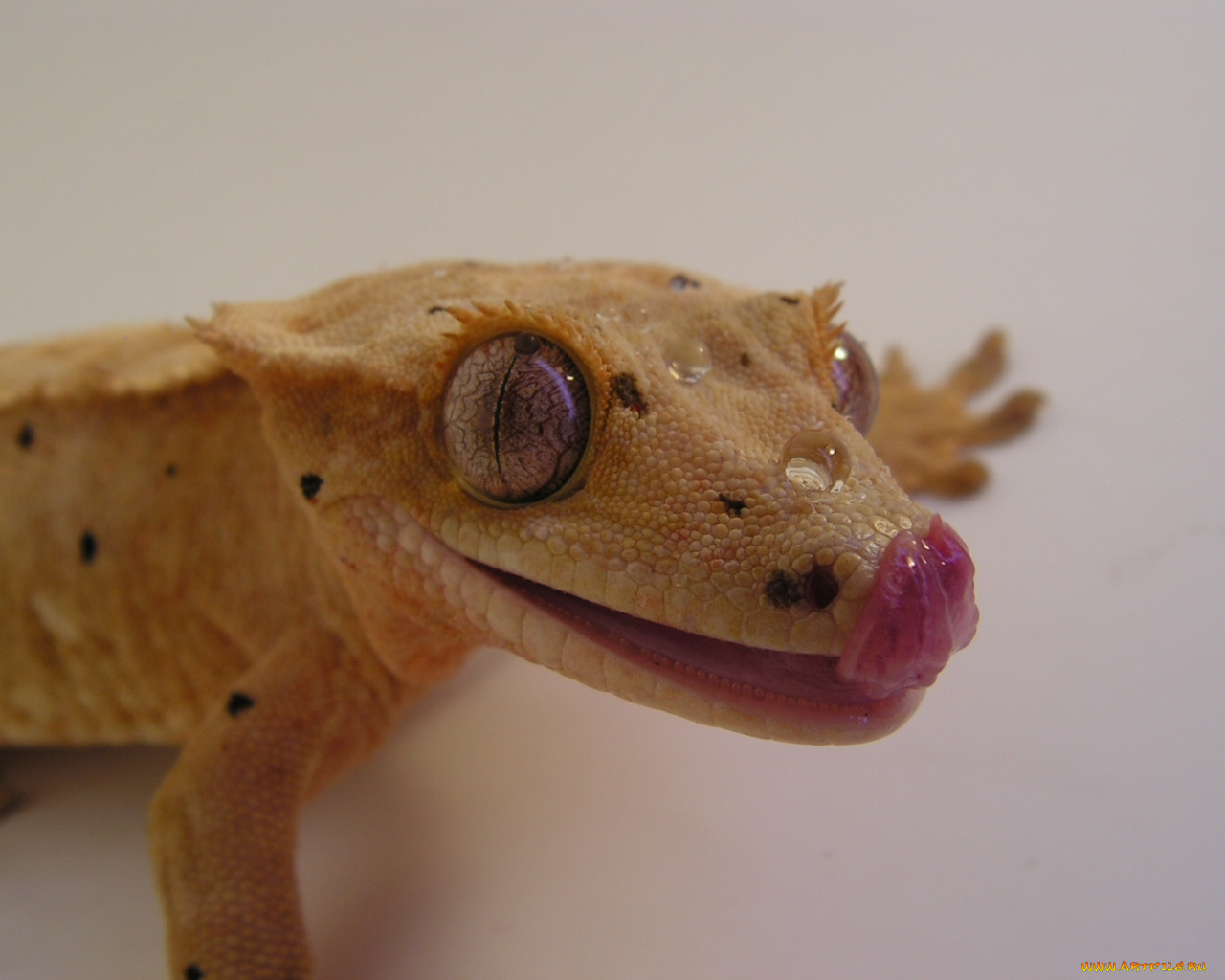 животные, Ящерицы, игуаны, вараны