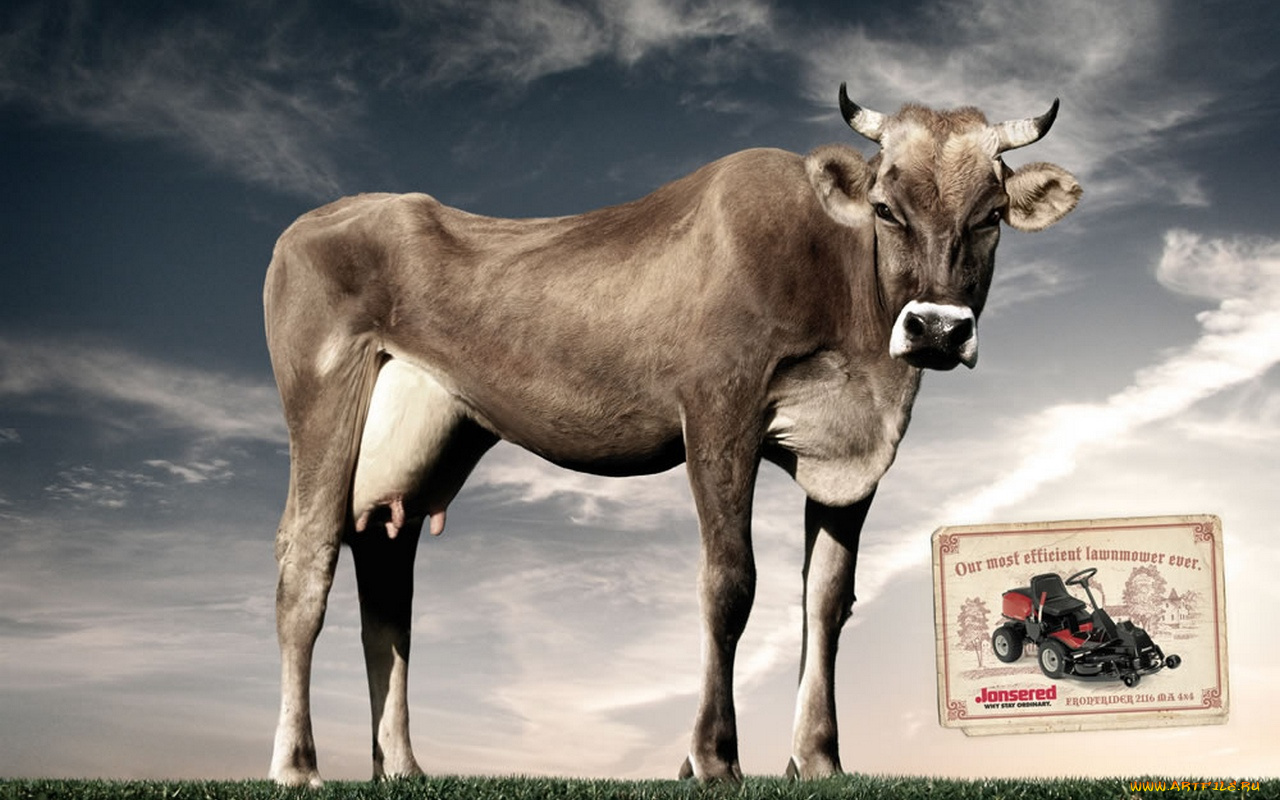 животные, коровы, буйволы