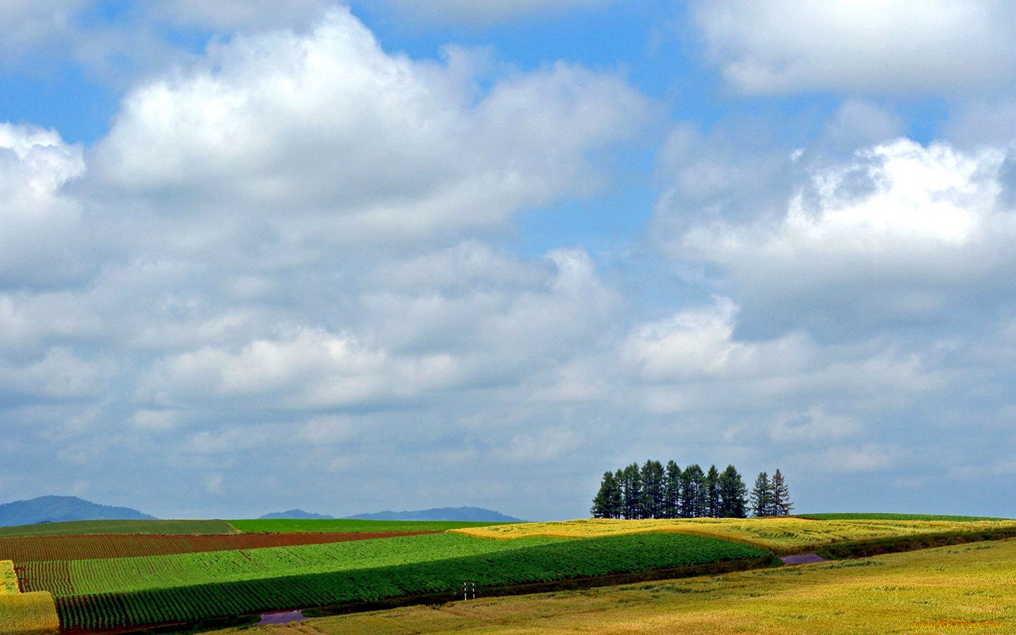 природа, поля