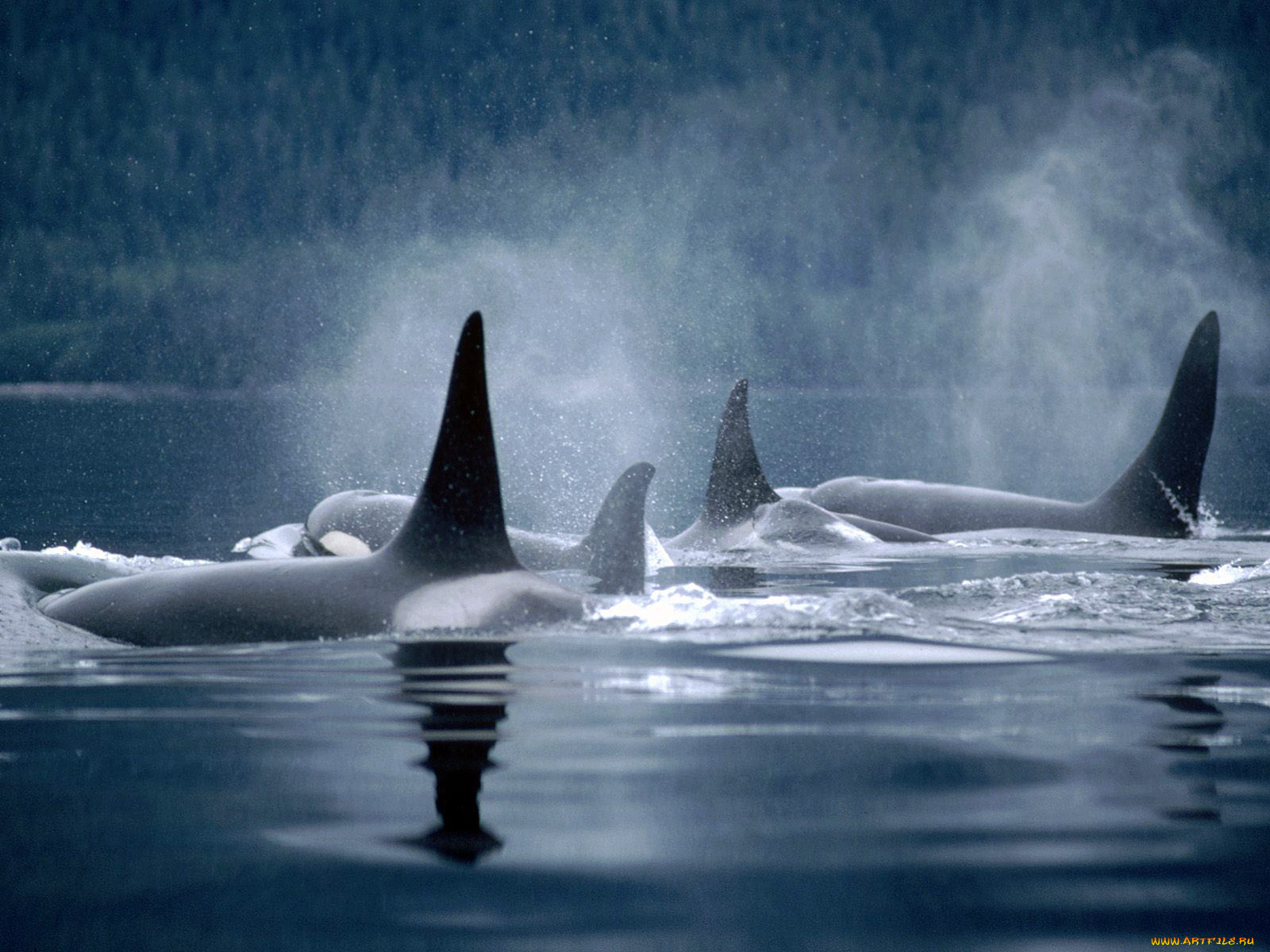животные, косатки