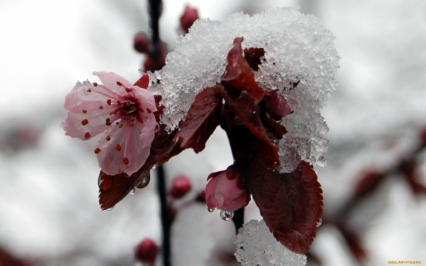 цветы, цветущие, деревья, кустарники