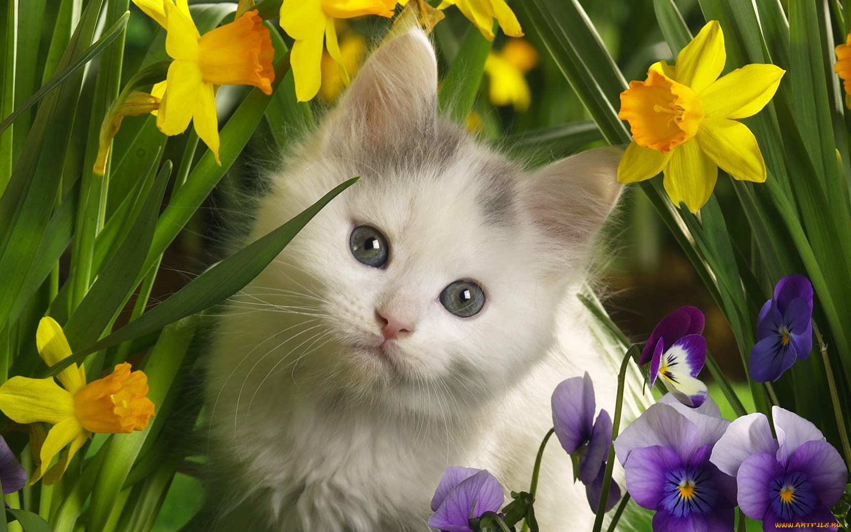 животные, коты