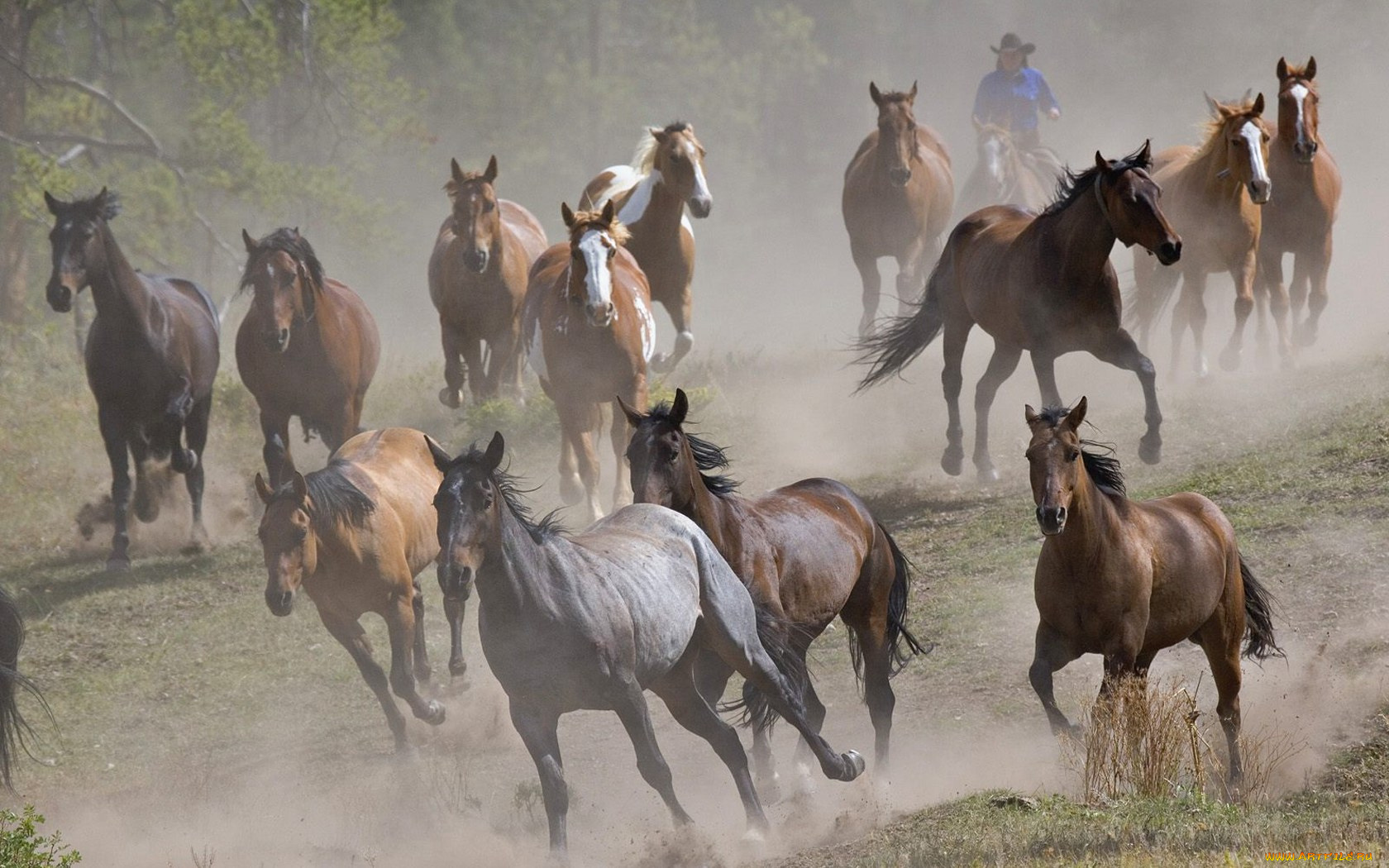 животные, лошади