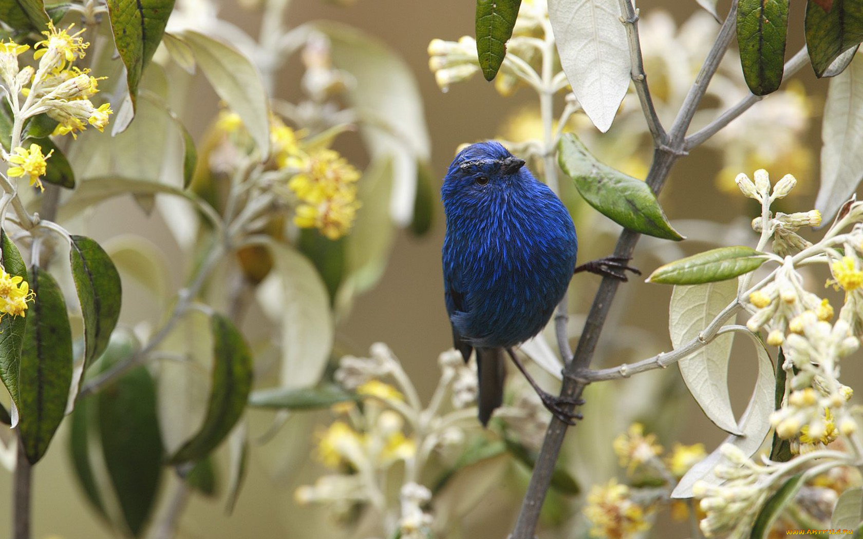 животные, птицы