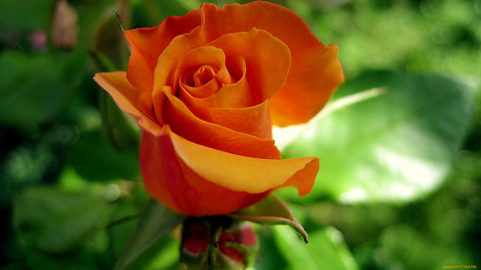 цветы, розы